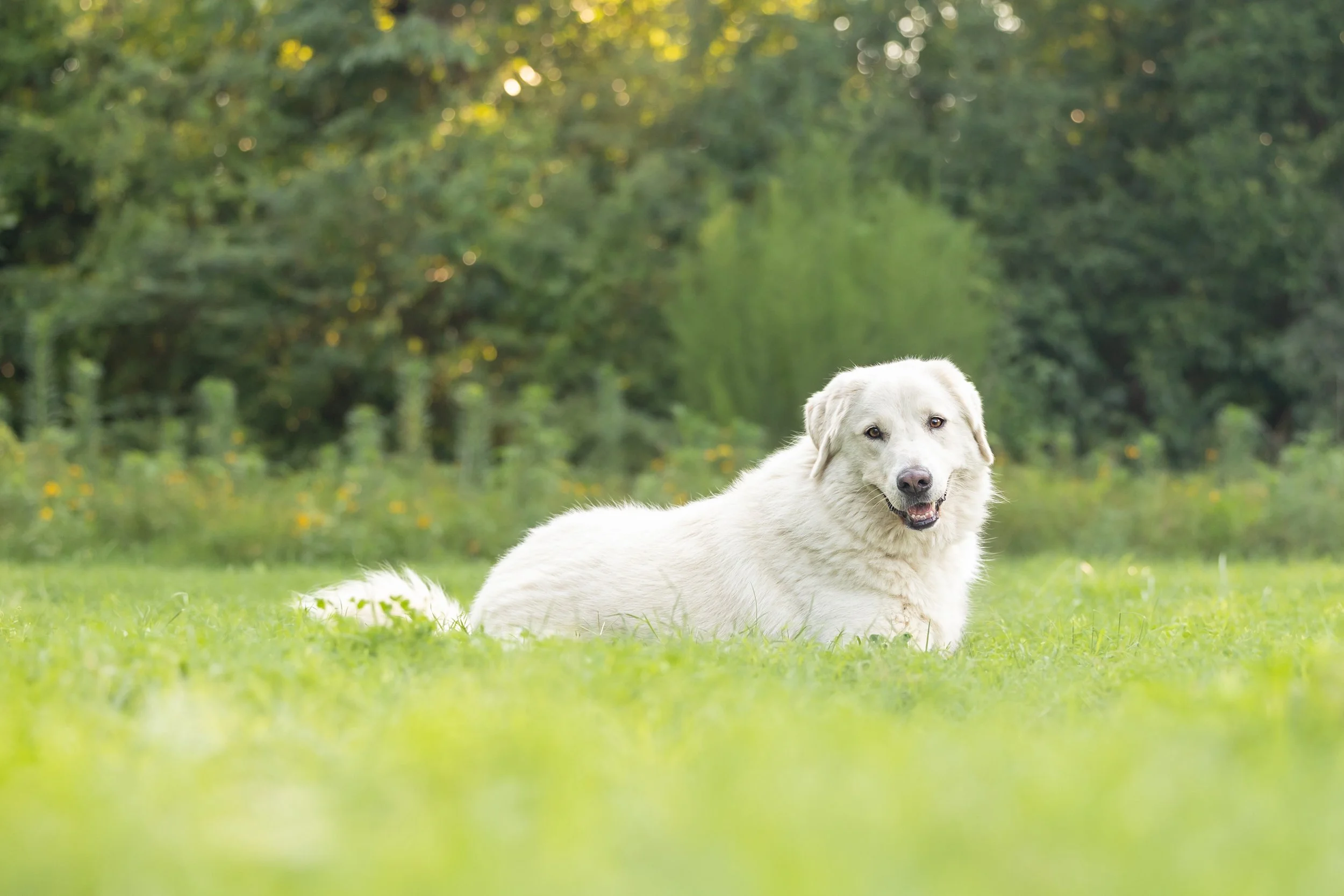 Bear (Neuse River Golden Retriever Rescue)-102.jpg