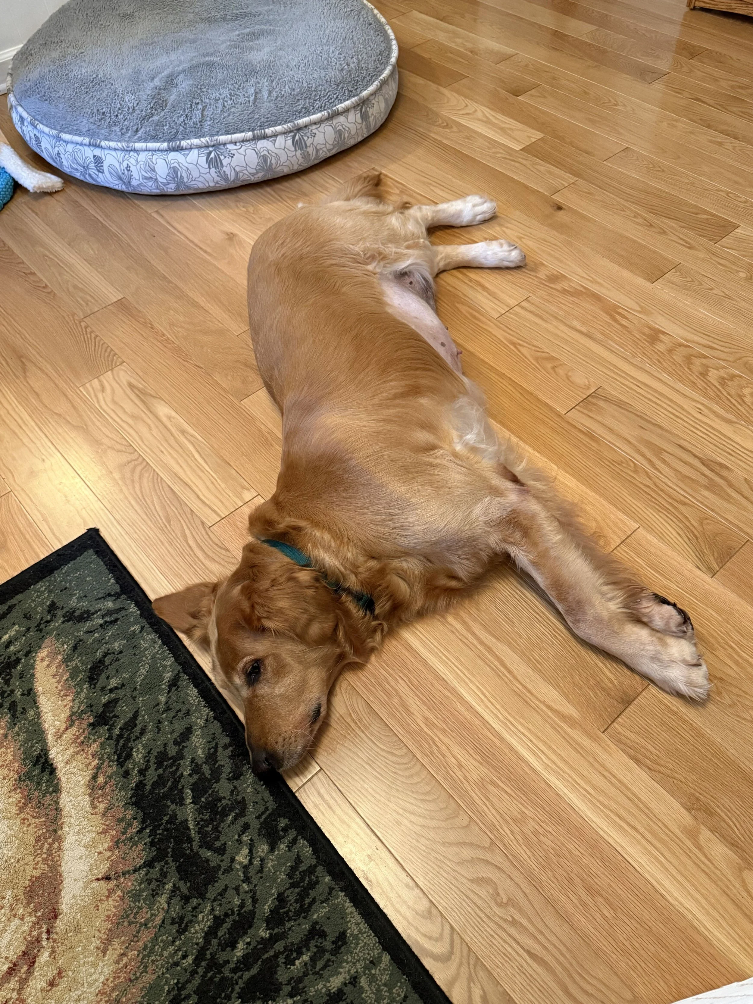 Leitha26 Sprawled Out.jpg
