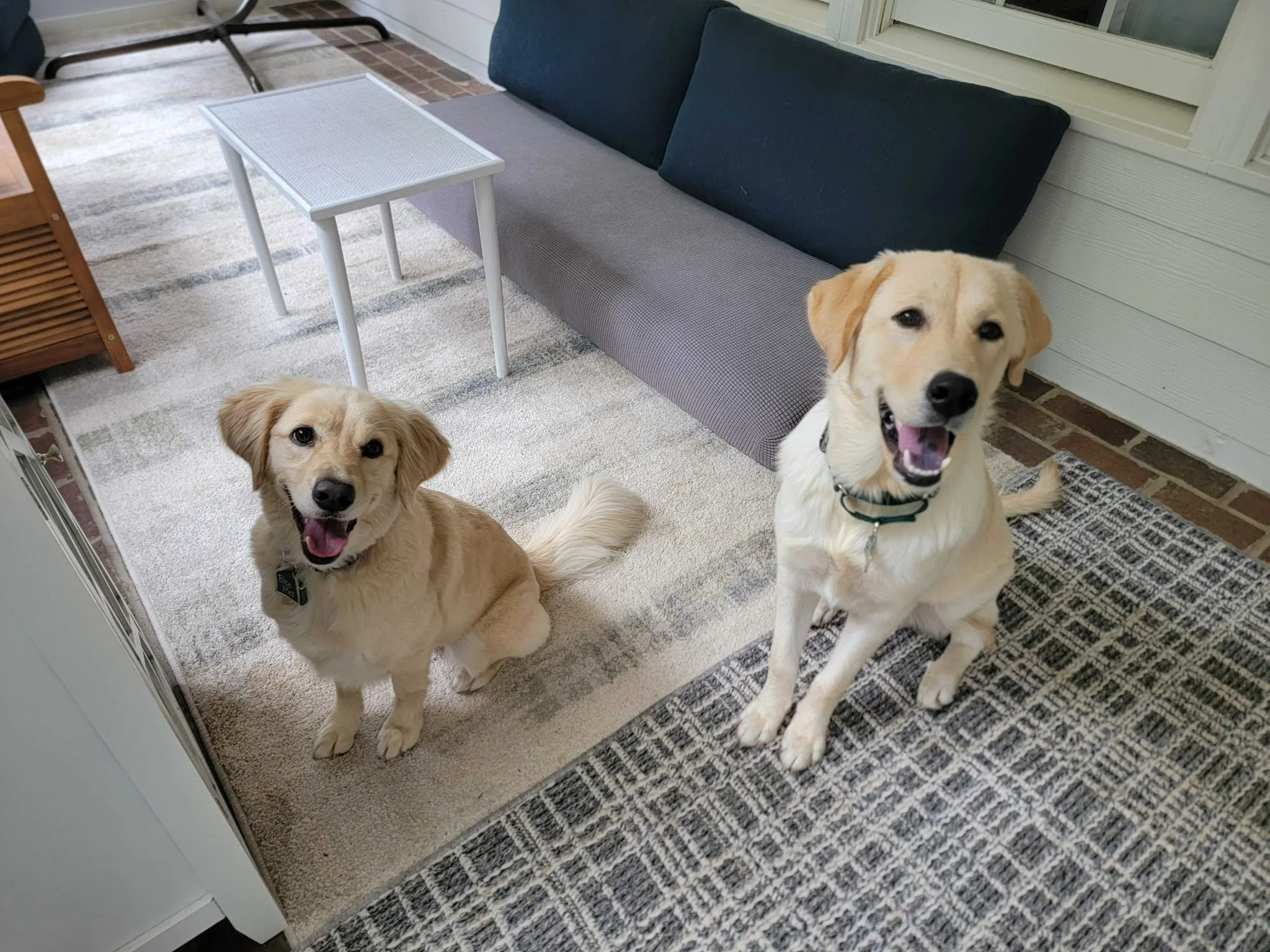 Gibbs and his foster sibling.jpg