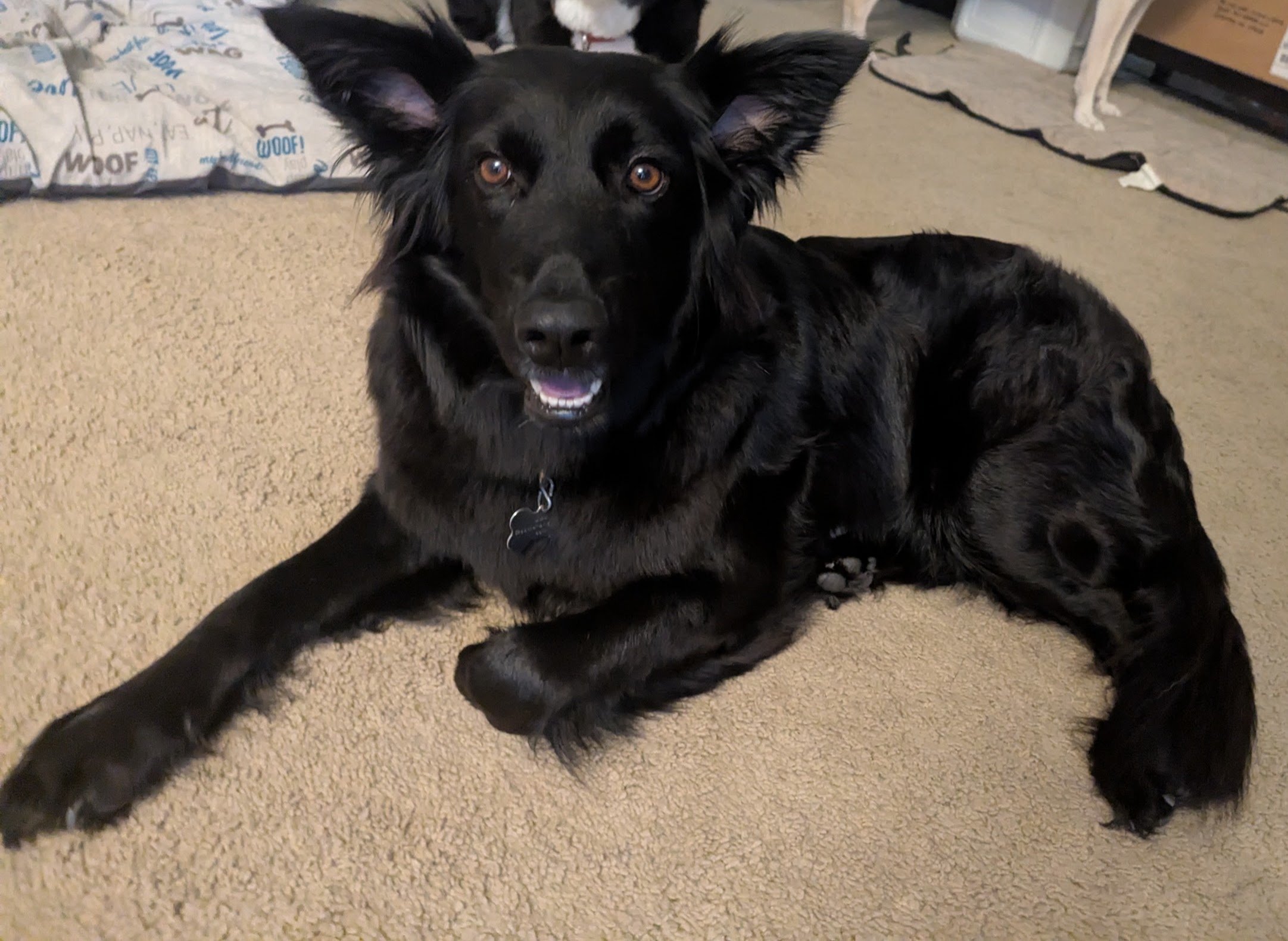 Happy girl Zeva.jpg