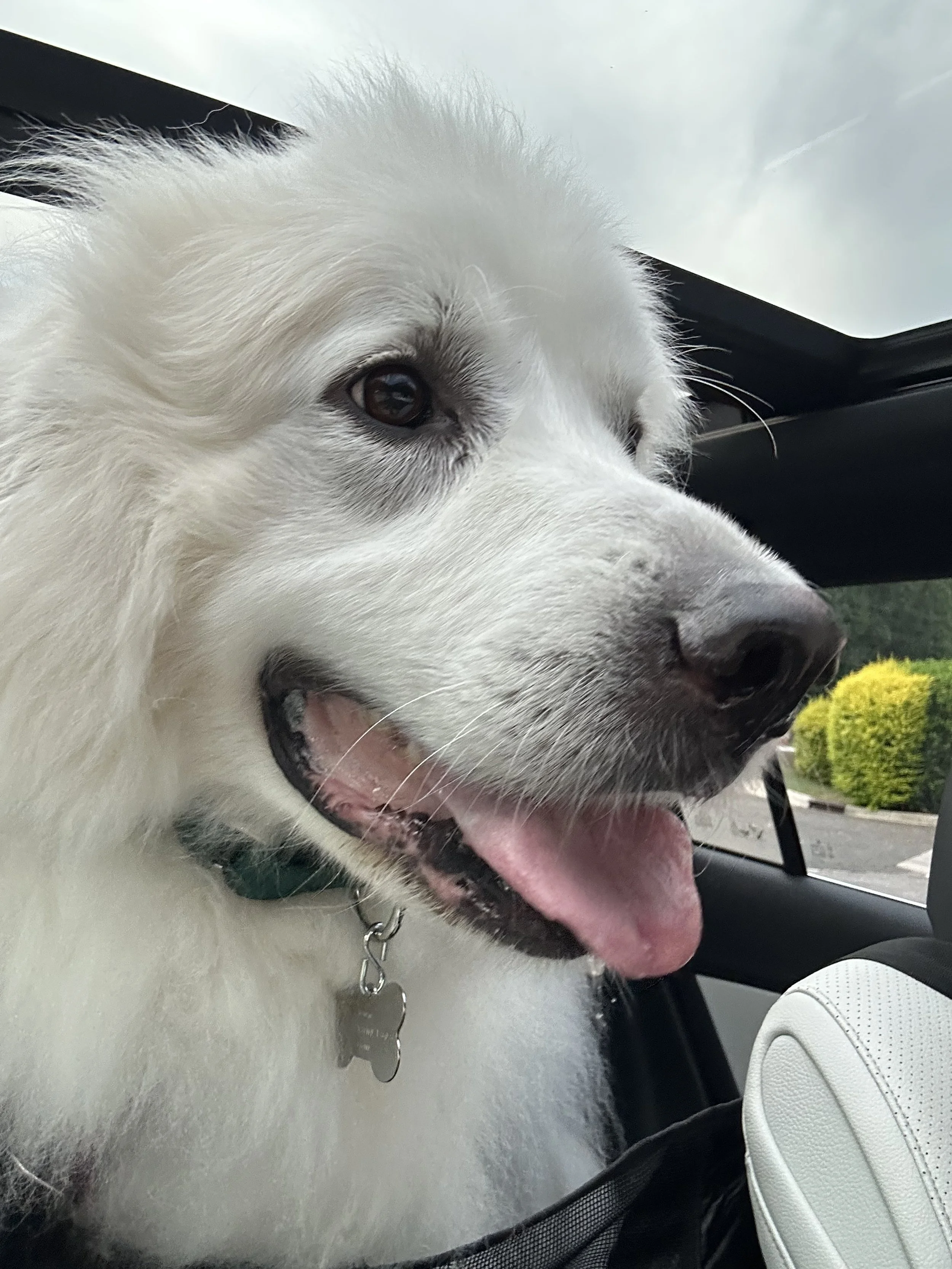 Tatum24 Car Ride.jpeg