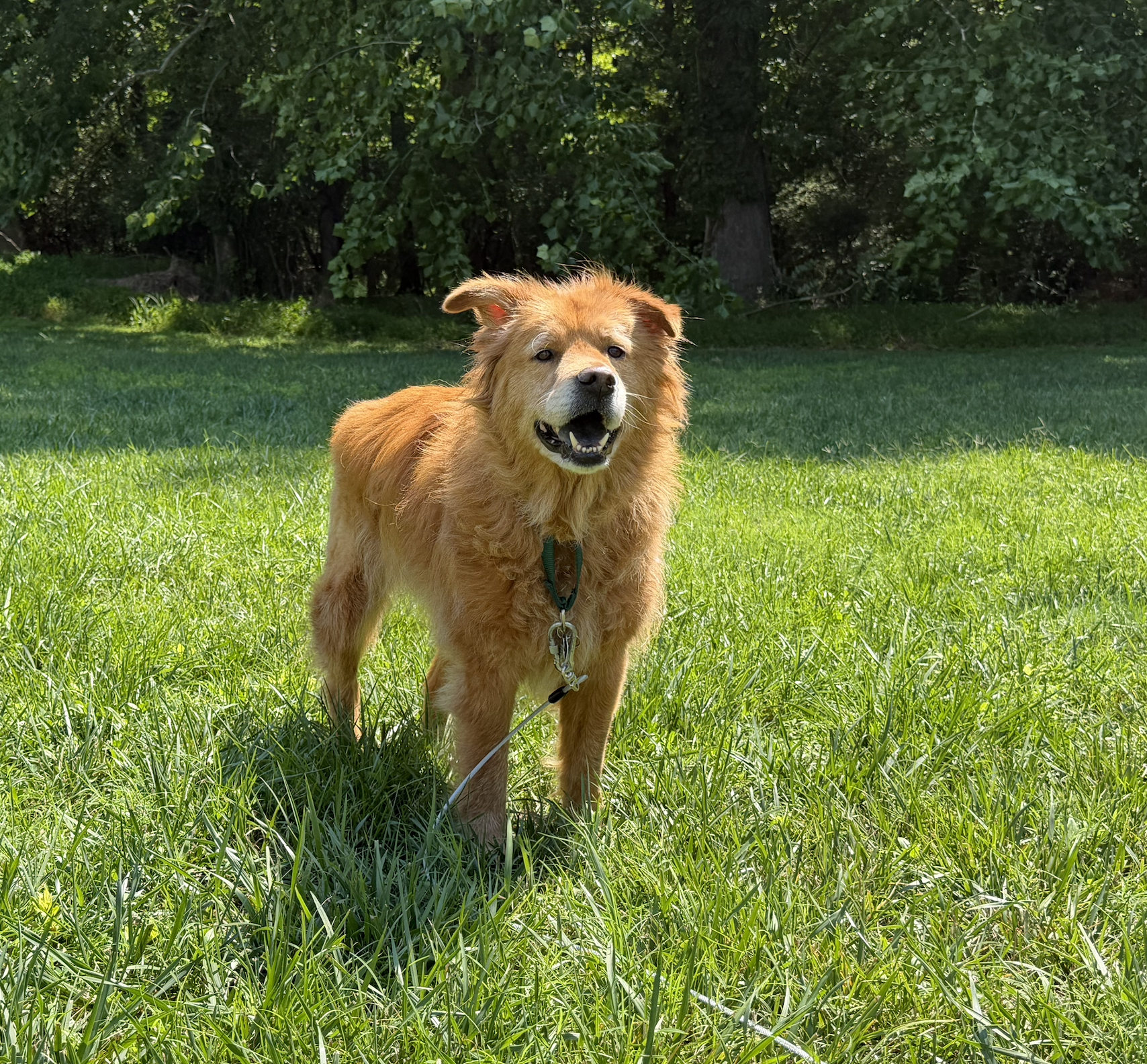 Puddin in the yard.png