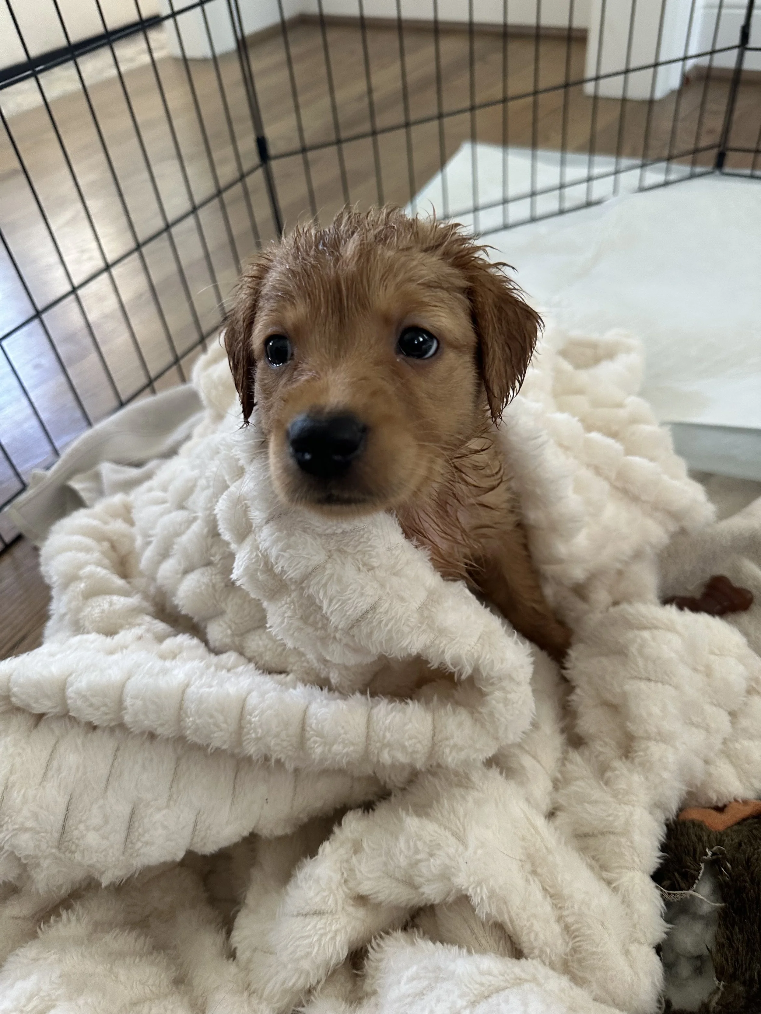 Cove After Bath.jpeg