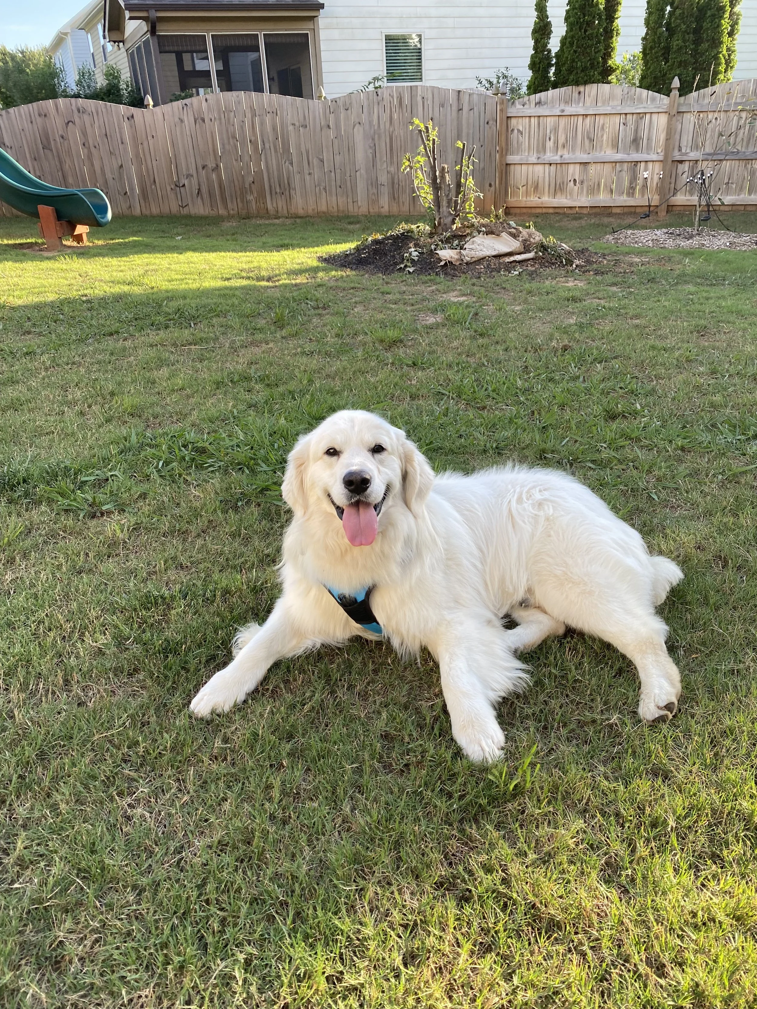 Jefferson Relaxing Outside.jpg