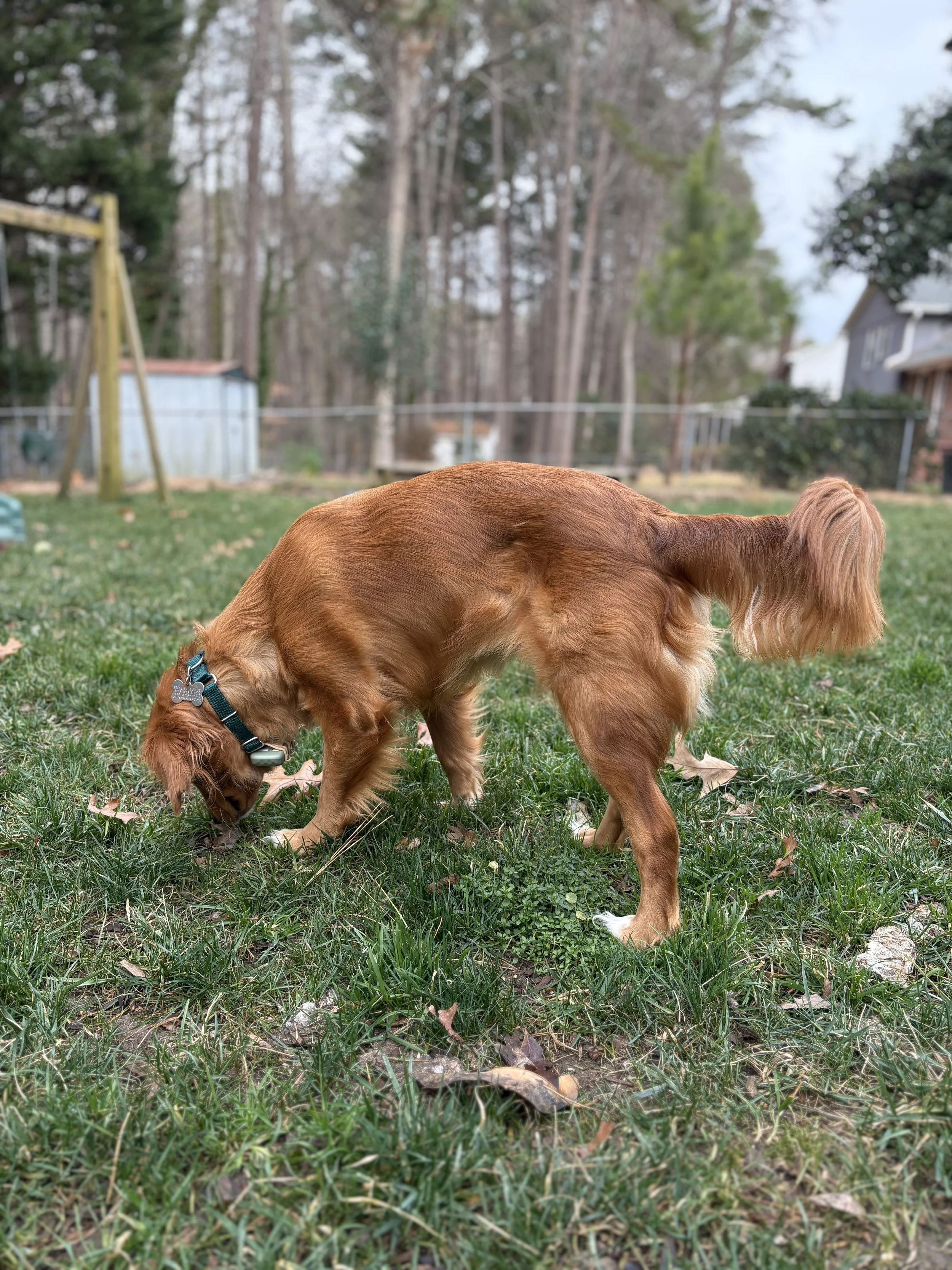 Ember25 Full Body.jpeg