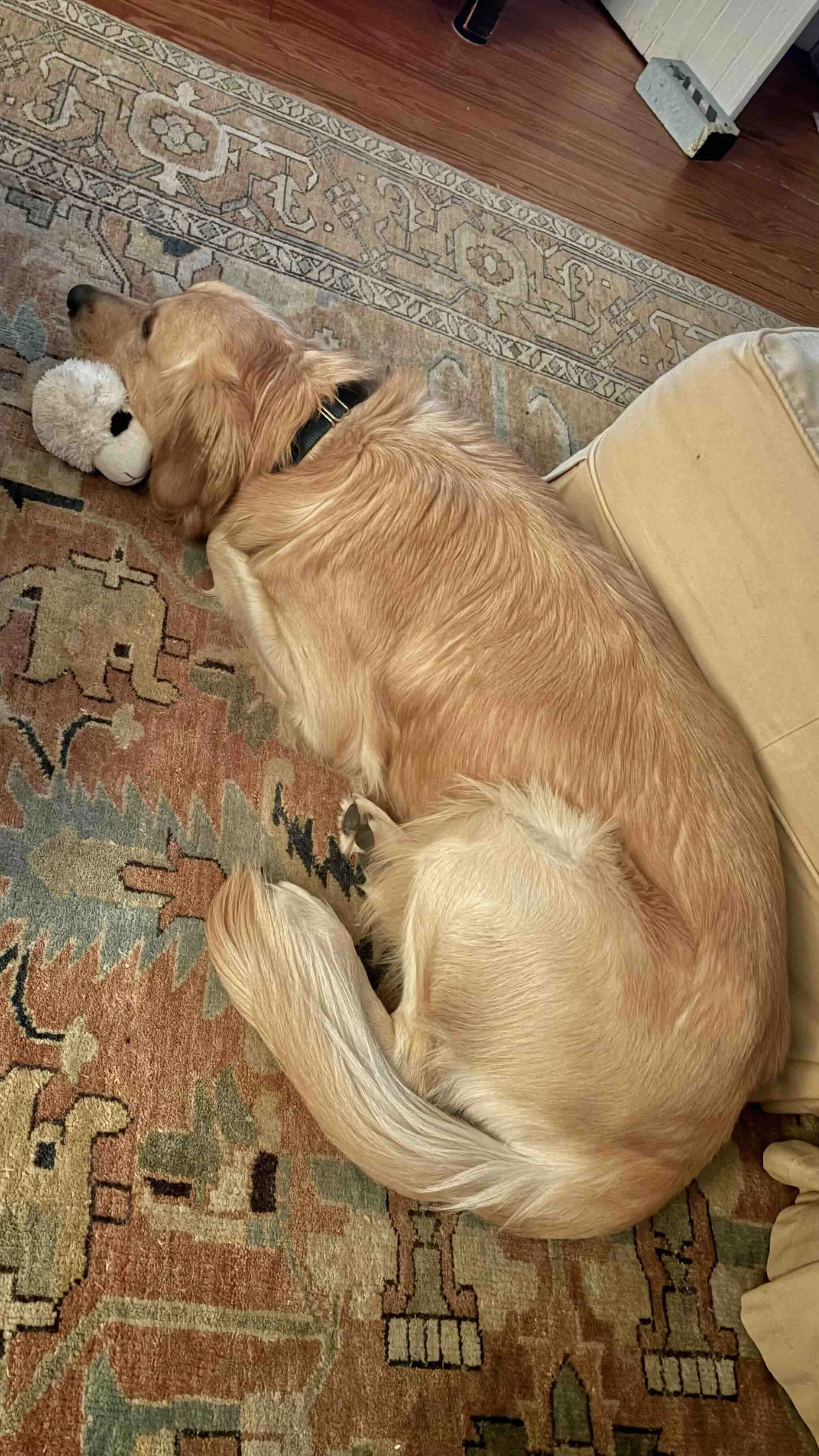Marty with toy as a pillow.jpg
