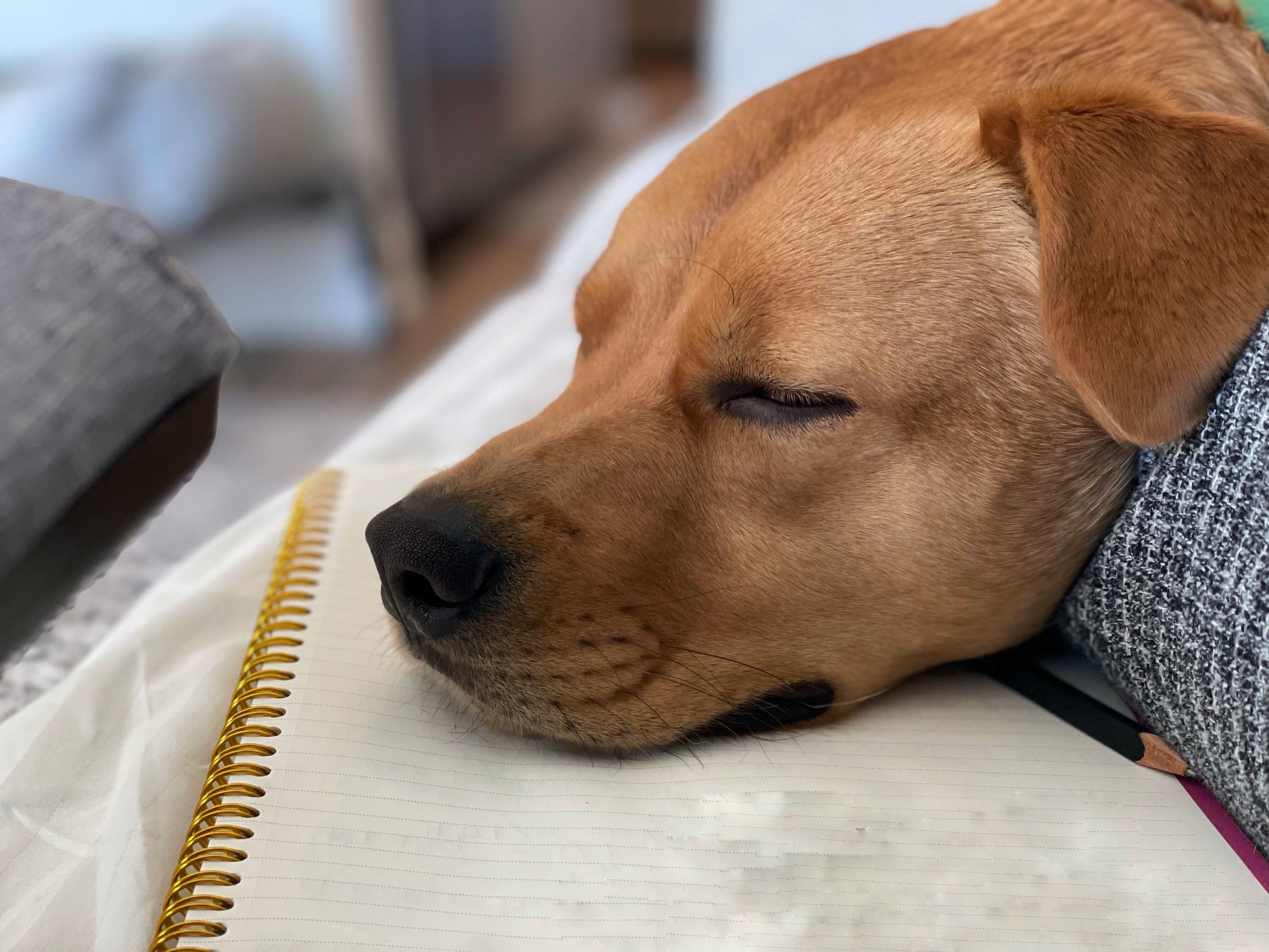 DylanSleeping.jpg