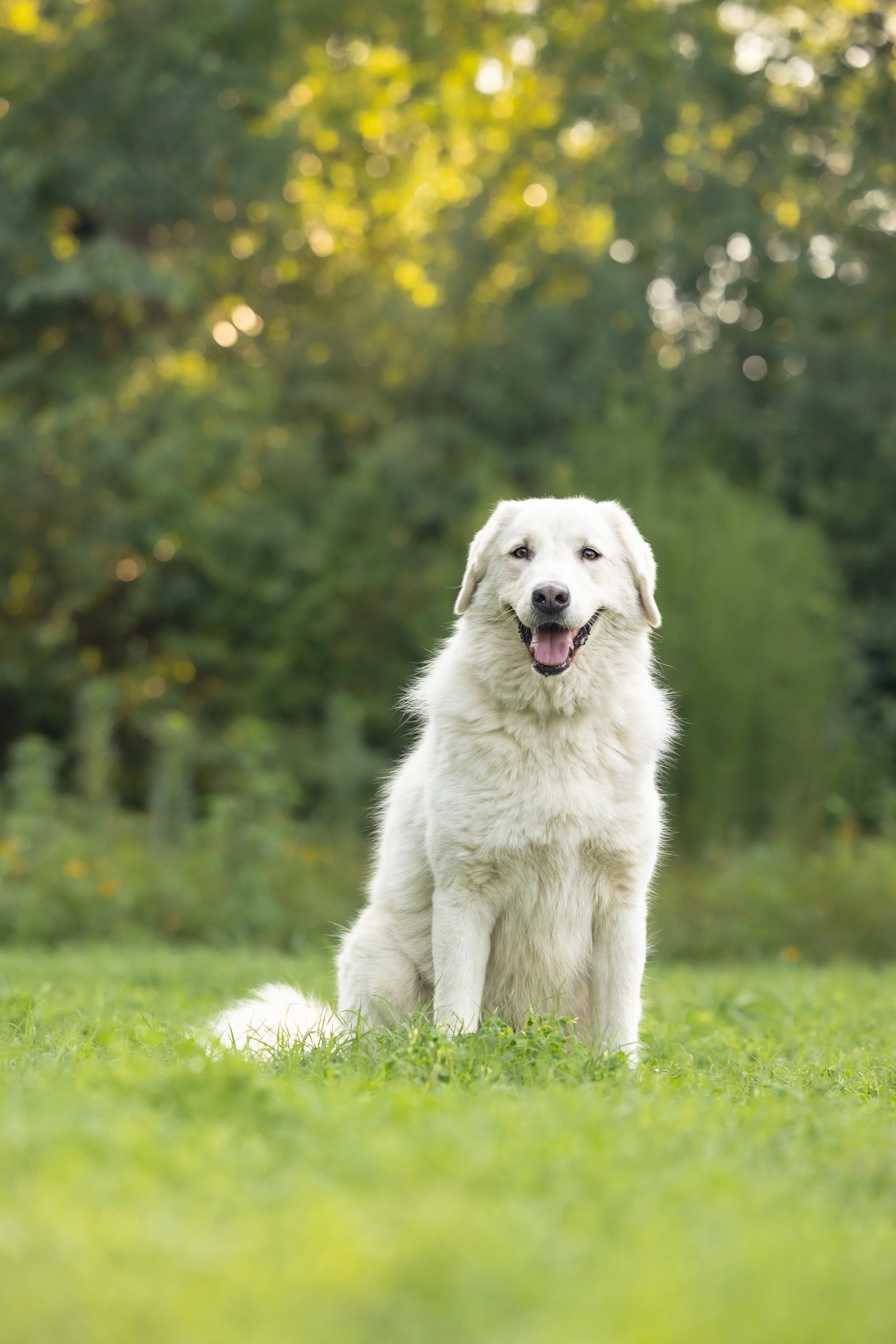 Bear (Neuse River Golden Retriever Rescue)-101.jpg