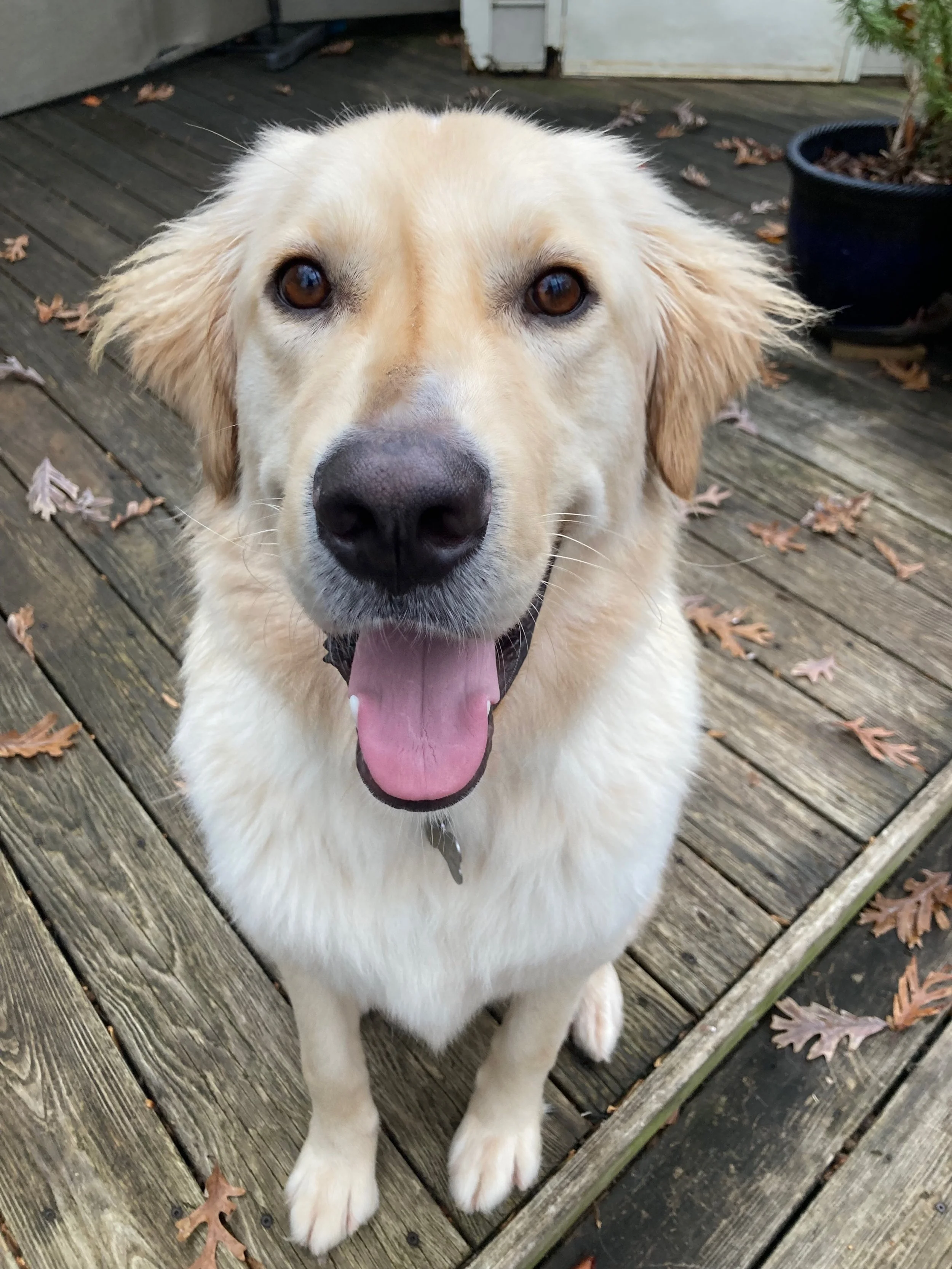 Turkey Joe the Happy Boy.jpeg