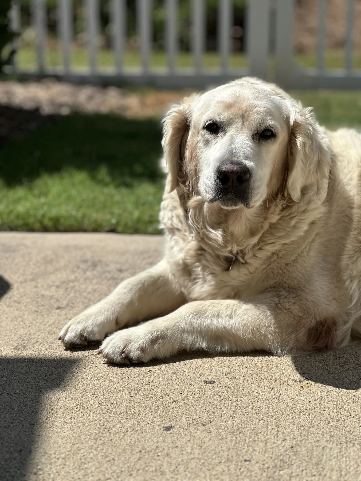 Laying in yard.JPEG