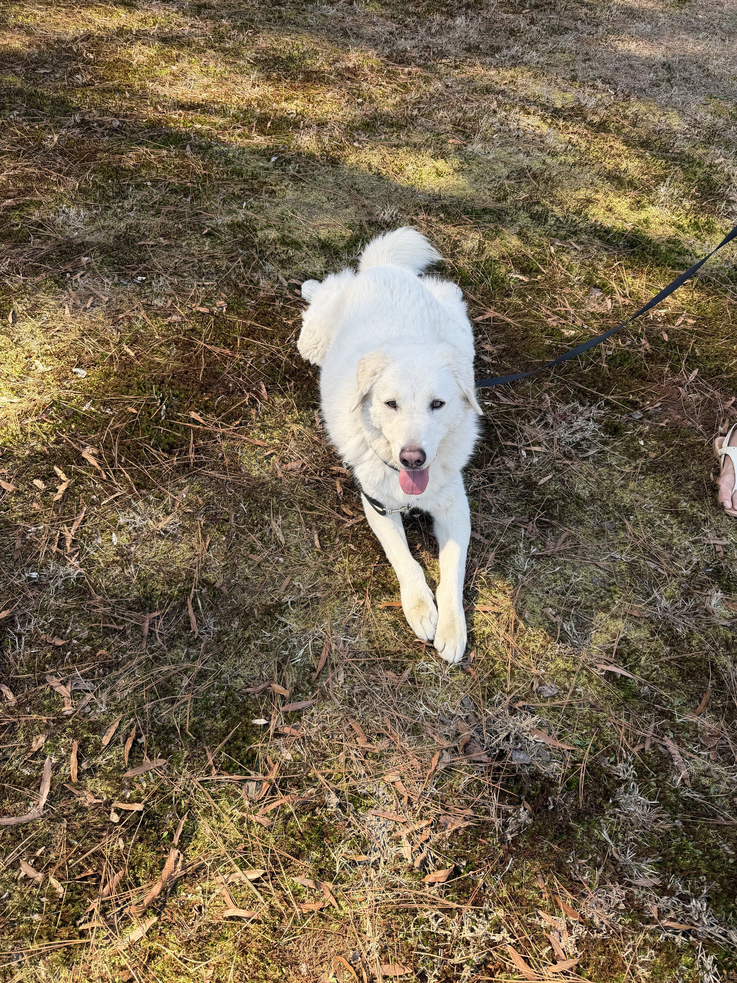sun bathing bear.jpeg