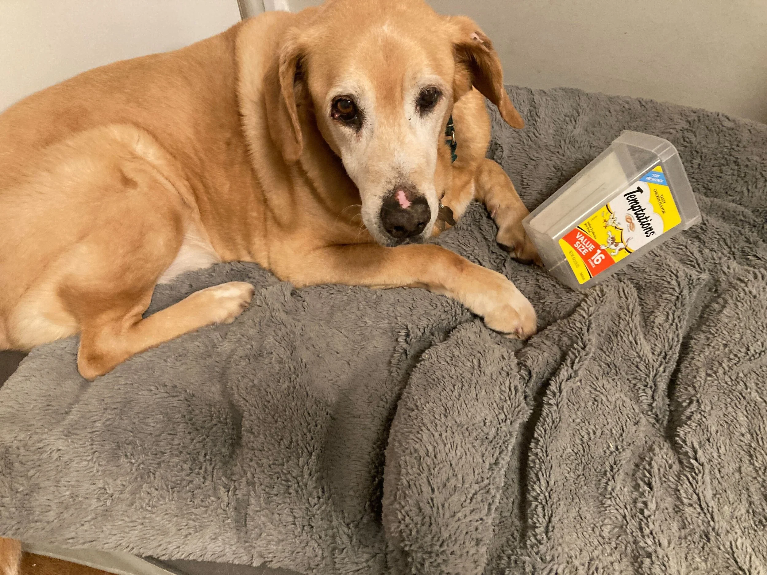 Willie with cat treats.jpg