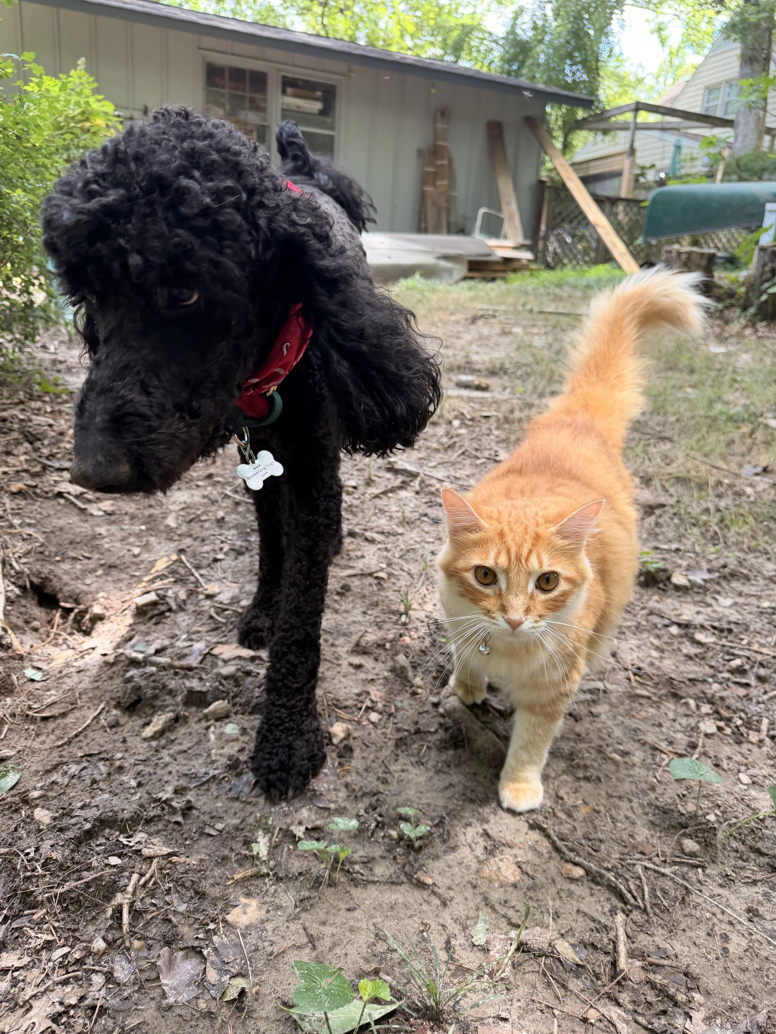 KittyFriend.jpeg
