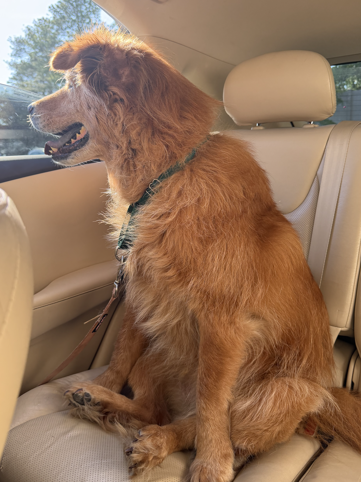 Puddin in the car 2.png