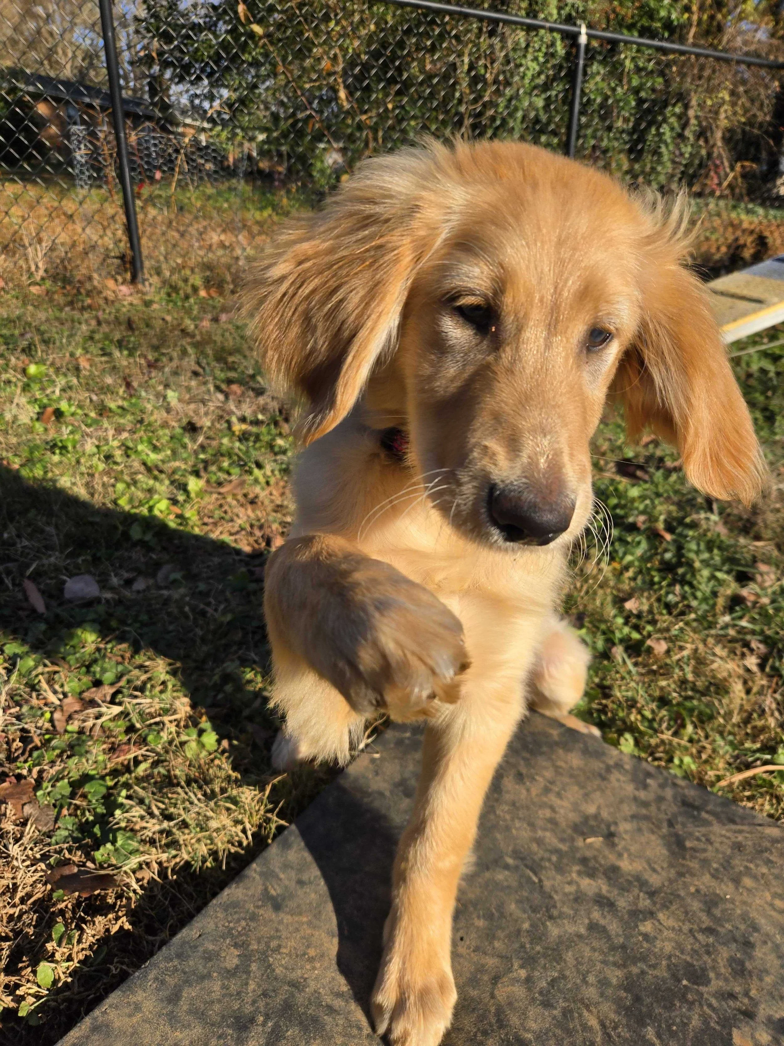 Kent shaking paw.jpg