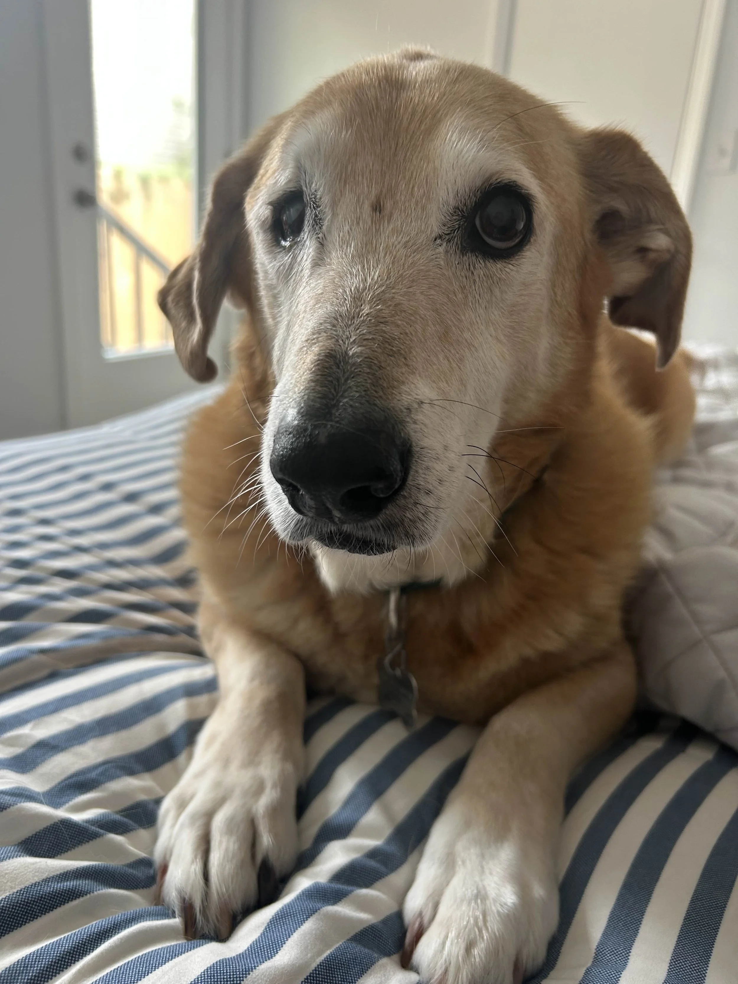 Agatha has such a sweet face.jpg