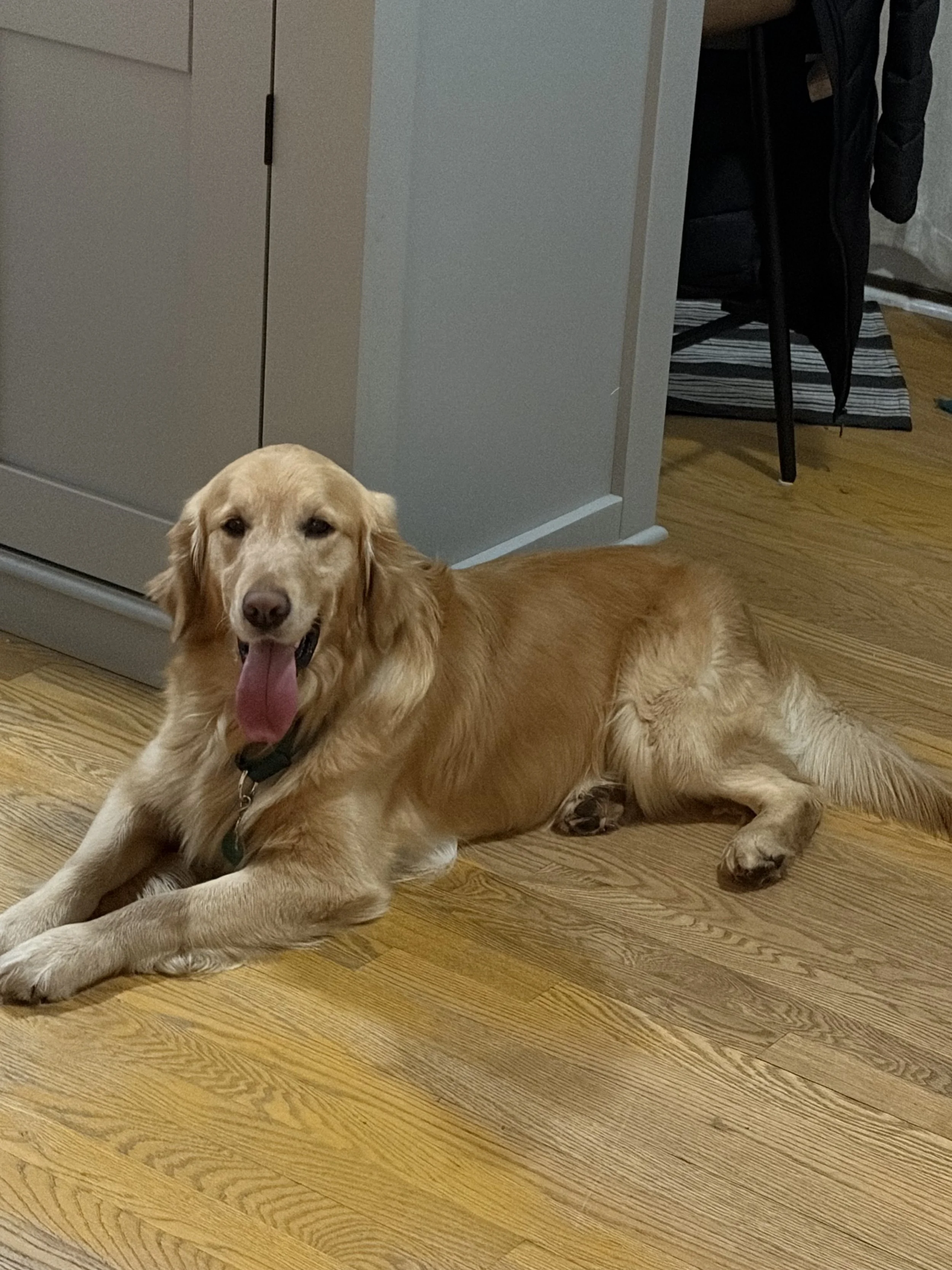 Jax laying on the floor.jpg