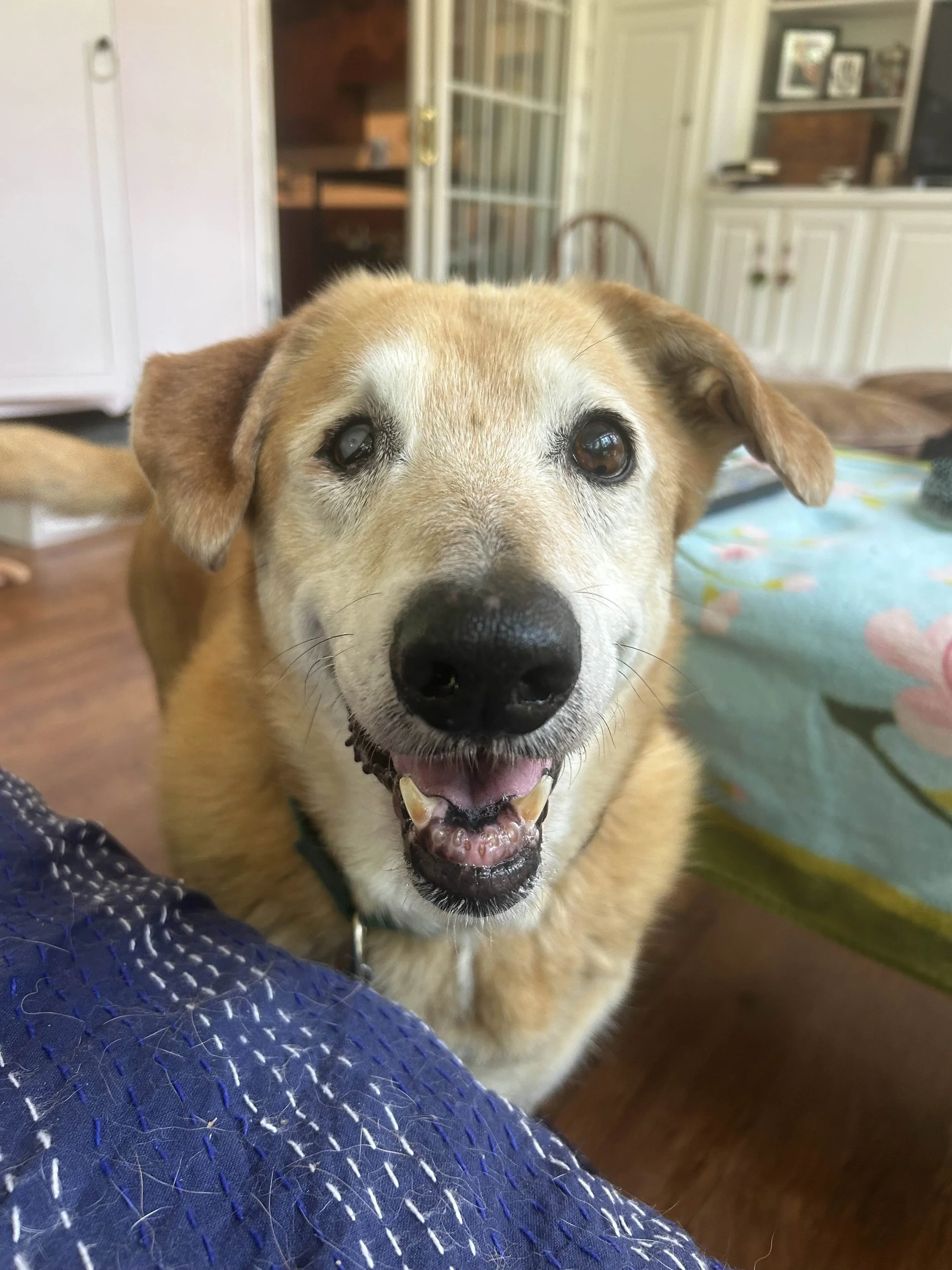 Agatha is happy to see me.jpg