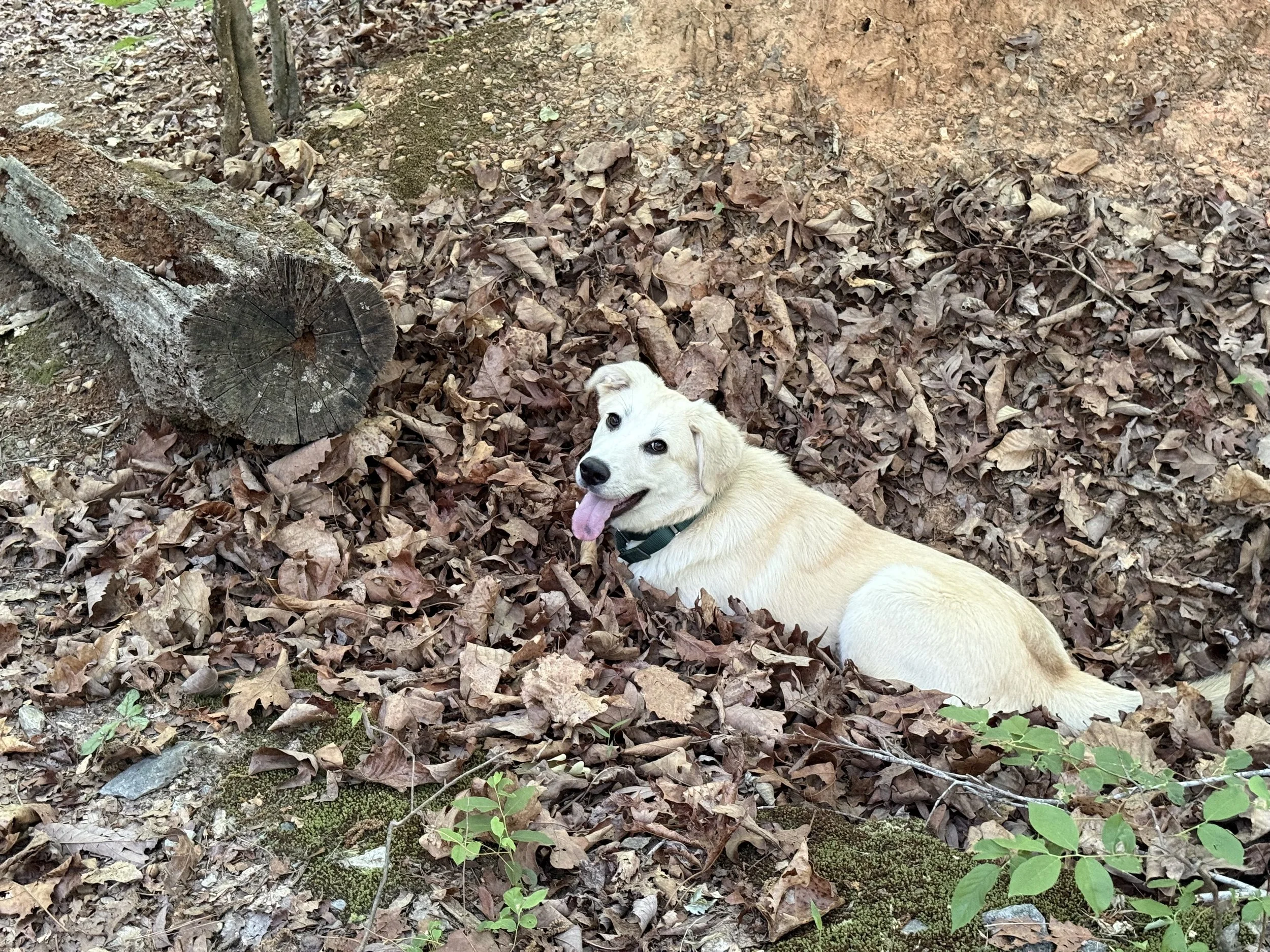 Aly in leaves.jpeg
