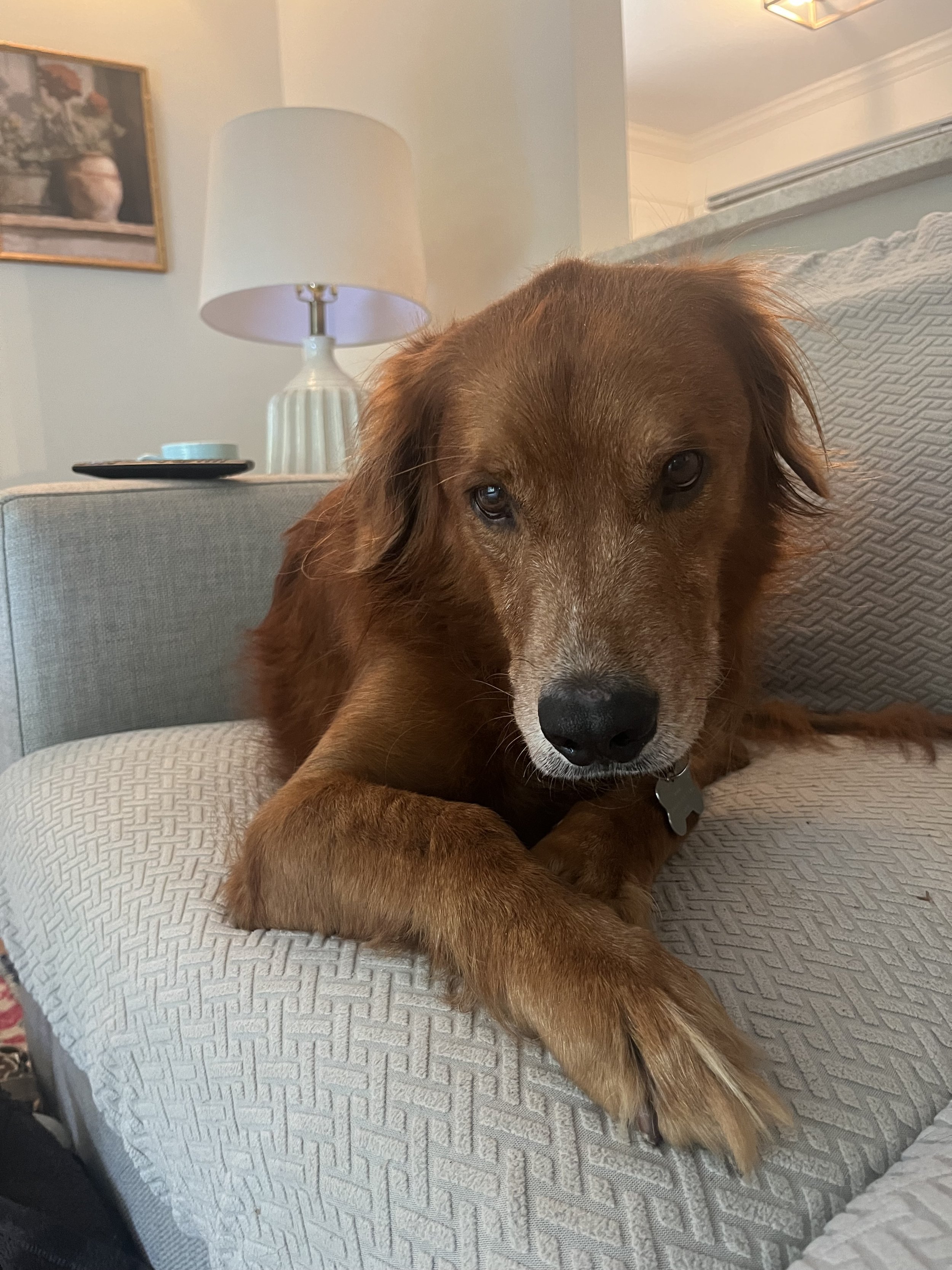 Gabe on Sofa 2.jpg