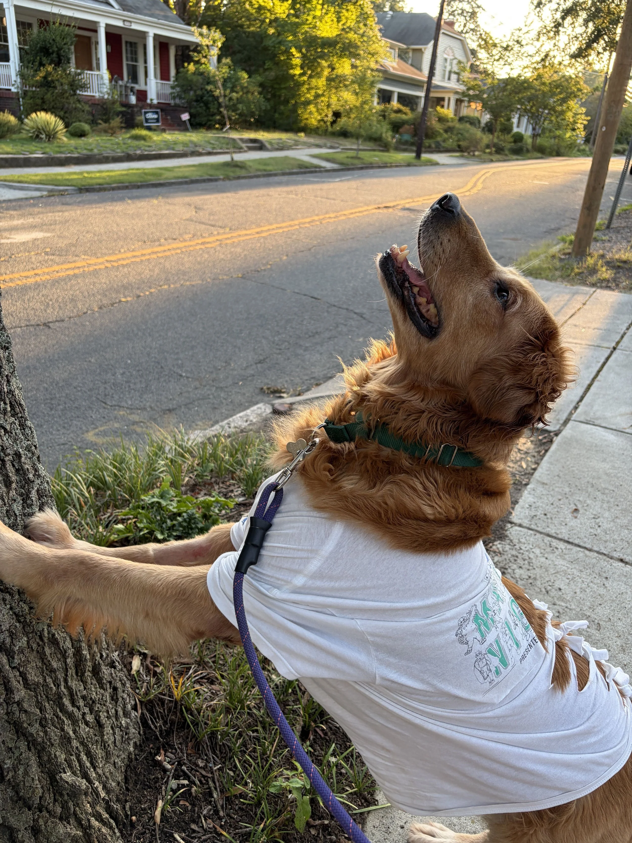 Leitha26 guard dog on duty.jpg
