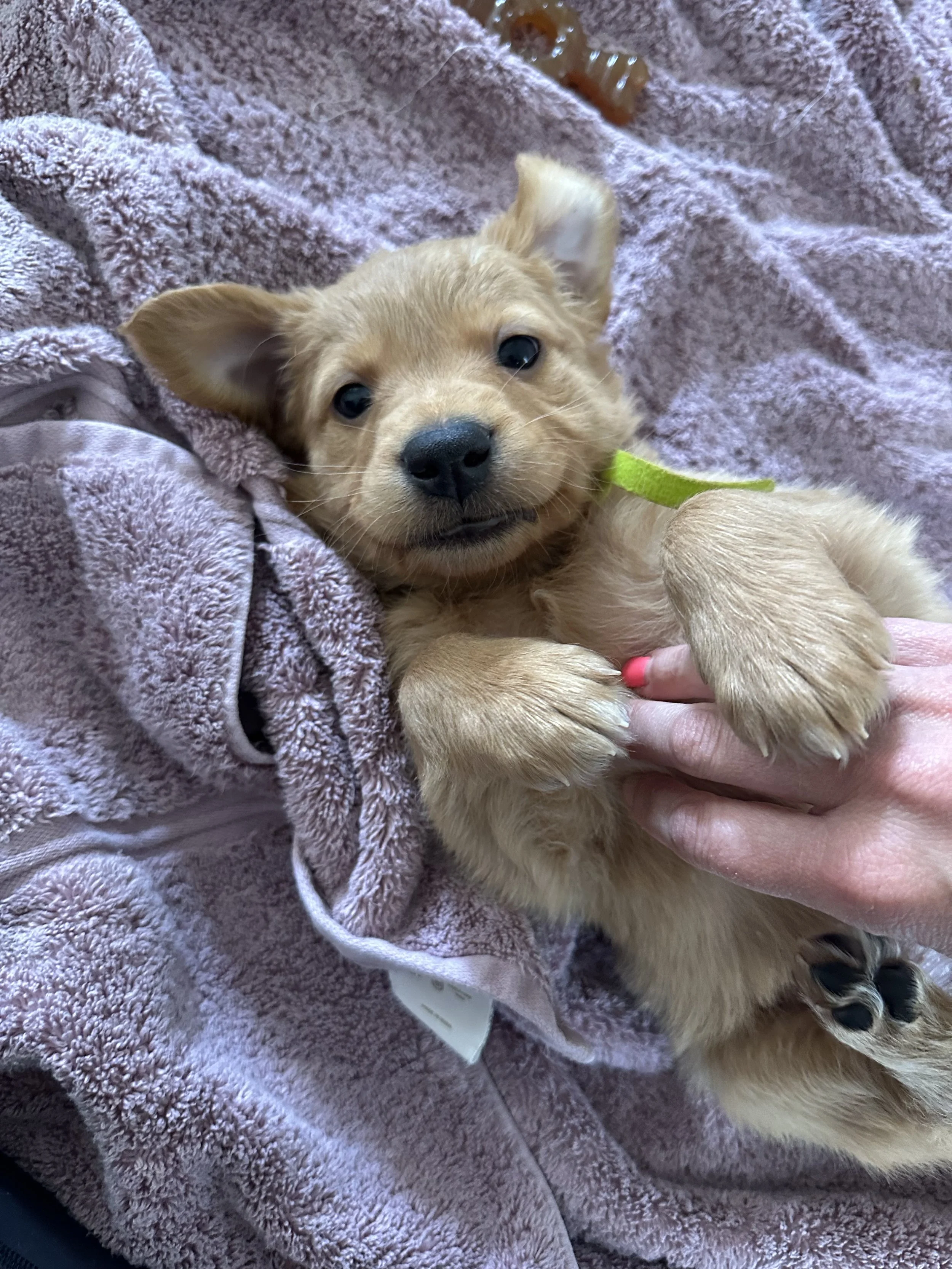 Cove Belly Rubs.jpeg