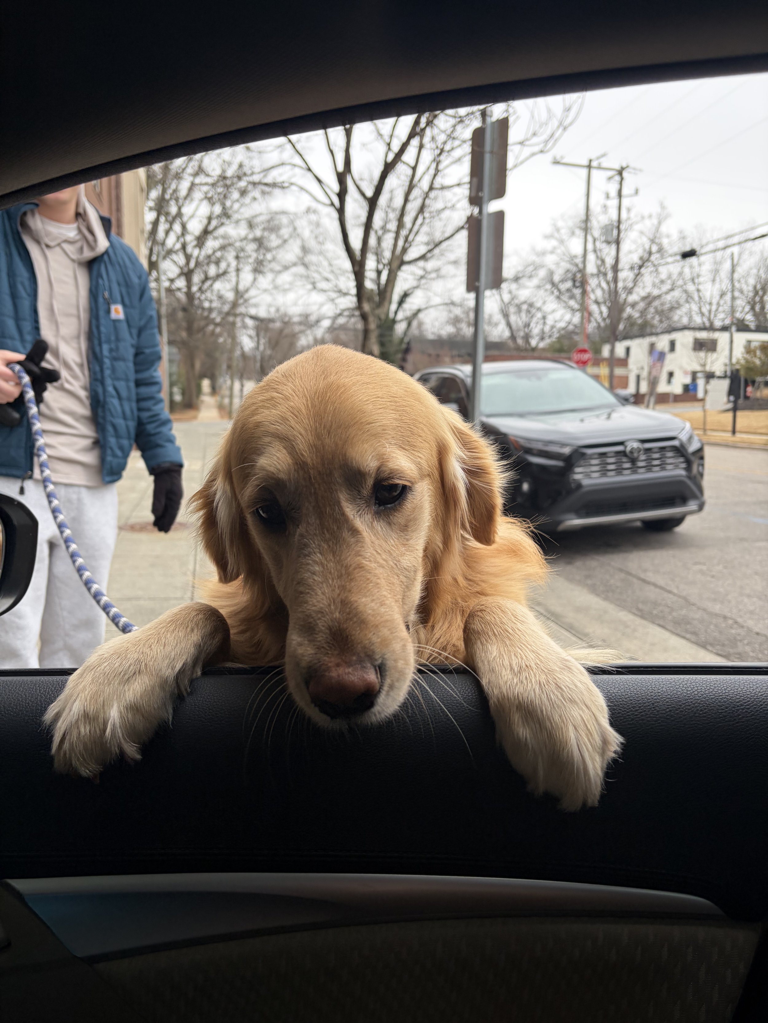 Jax lloking in the car window.jpg
