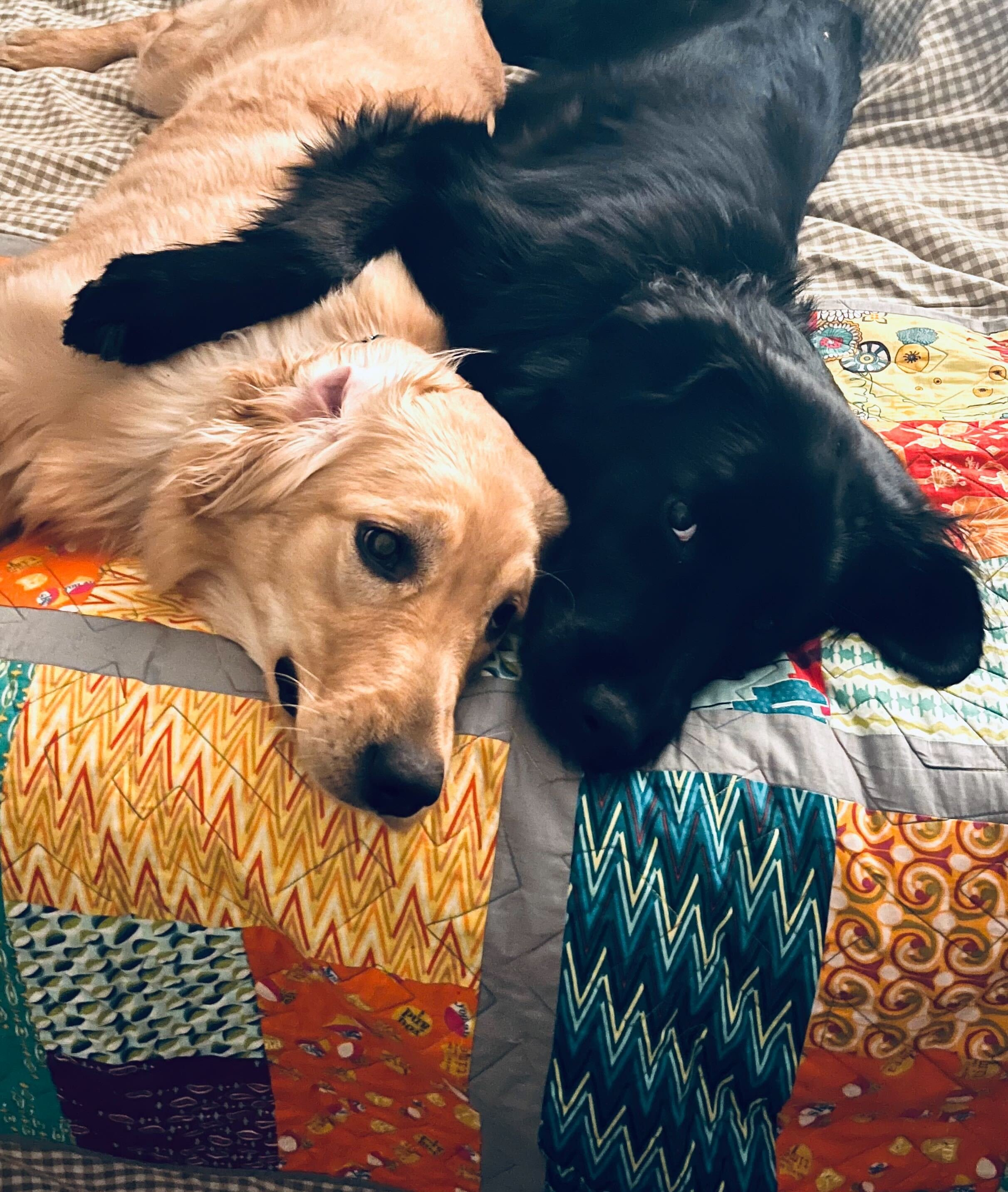 Camille with her foster bro.jpg