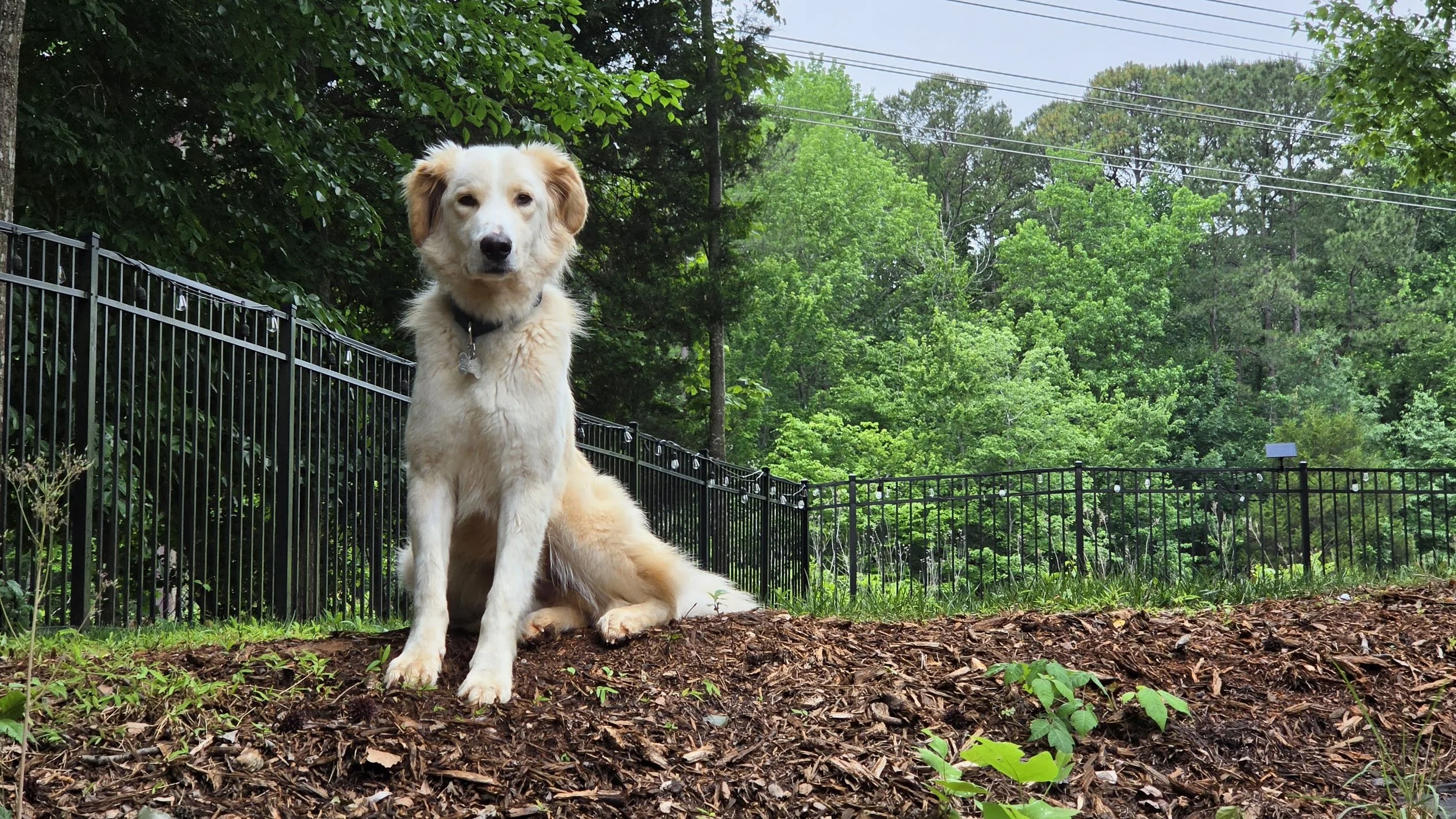 Kaspar Posing in Yard.jpg