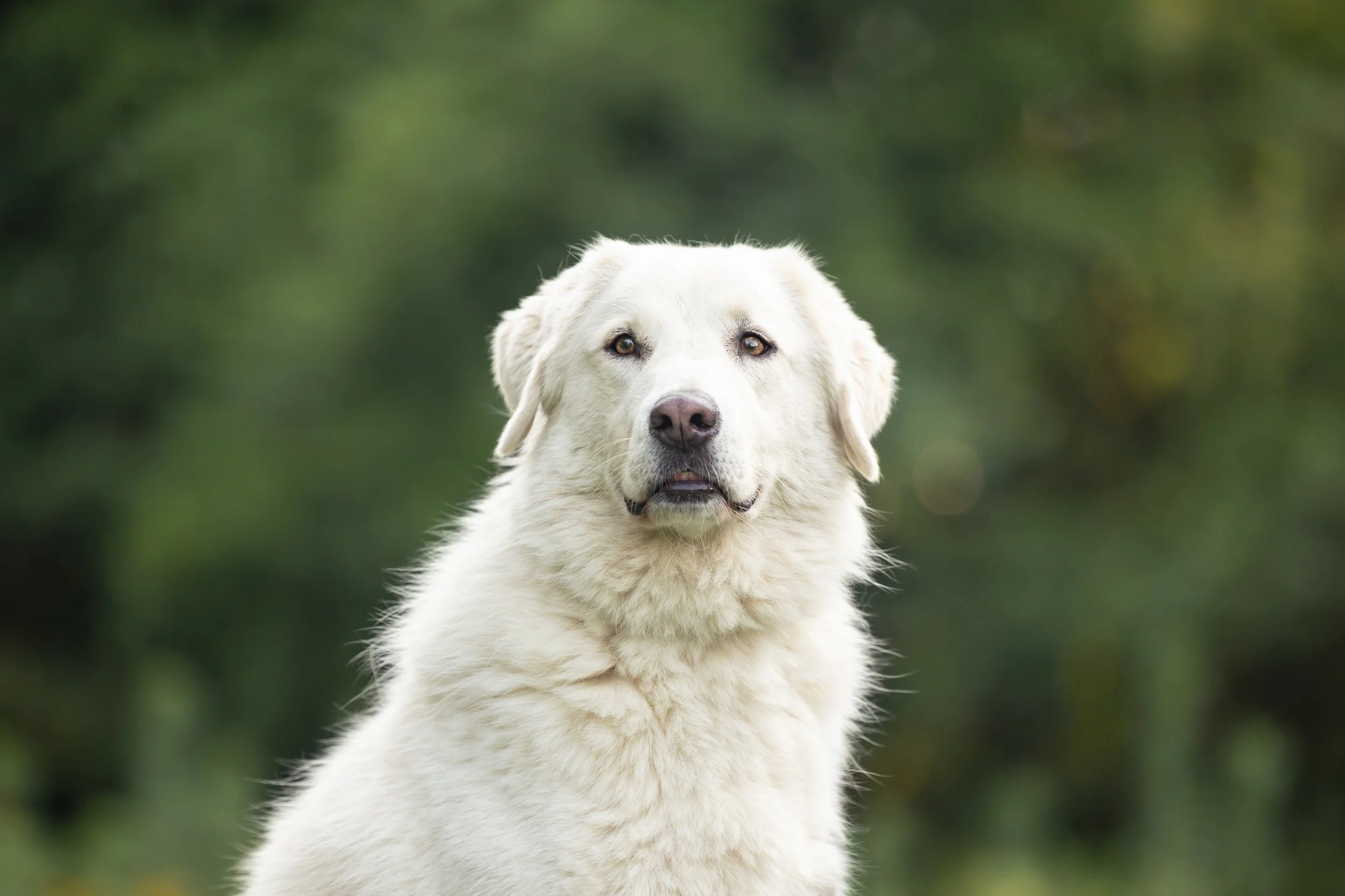 Bear (Neuse River Golden Retriever Rescue)-107.jpg