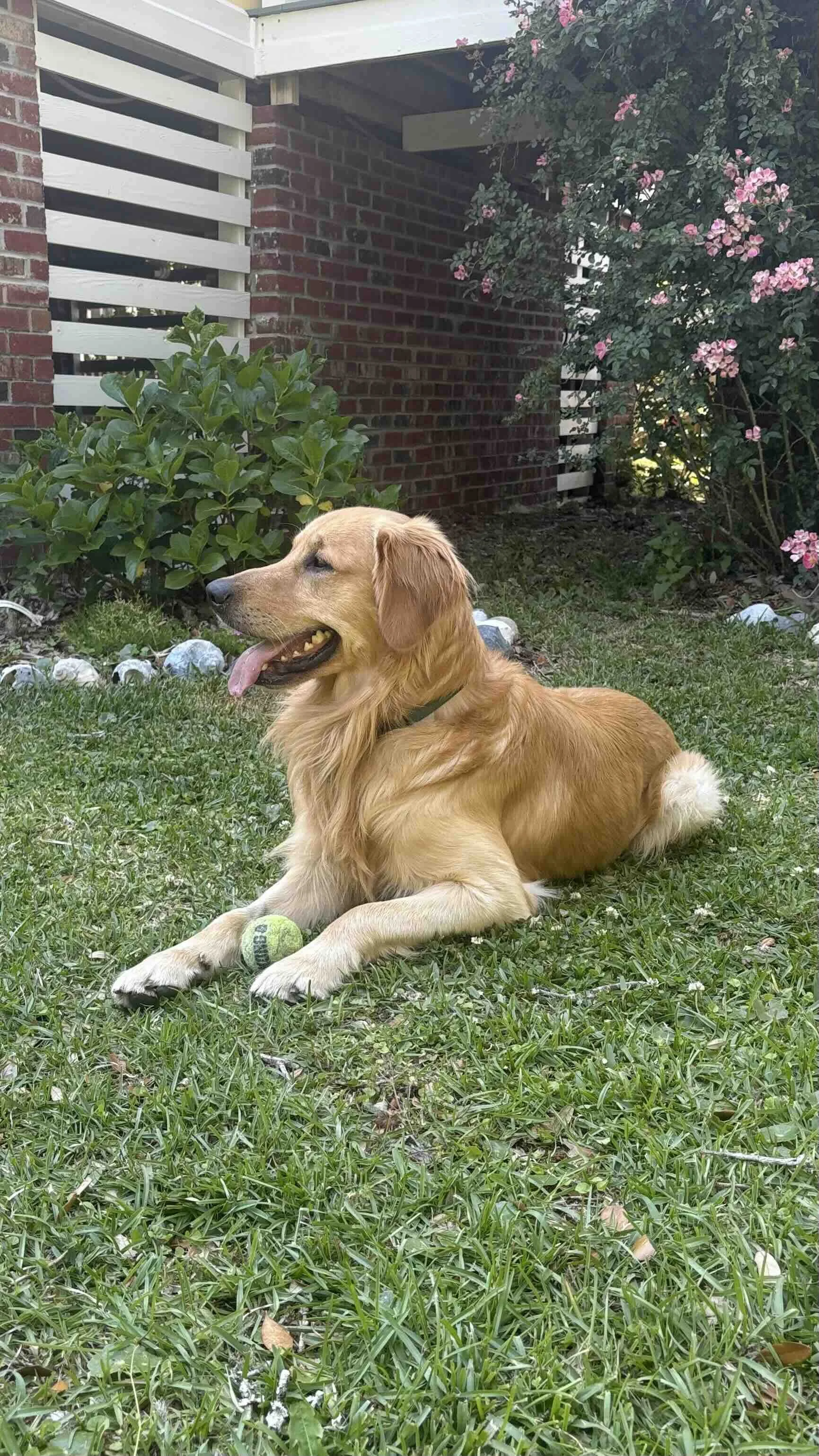 Marty on lawn.jpg