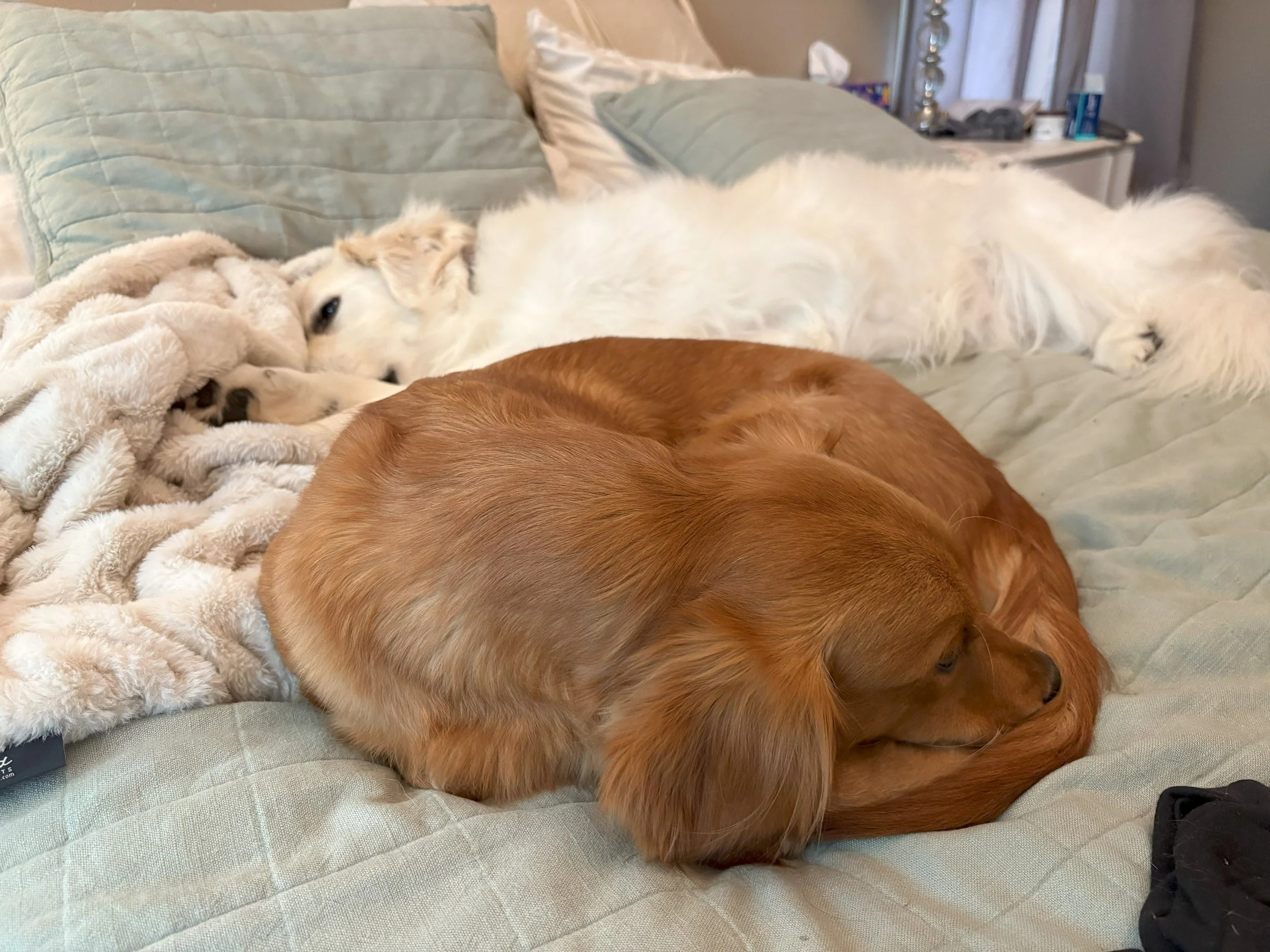 Ember25 Curled Up.jpeg