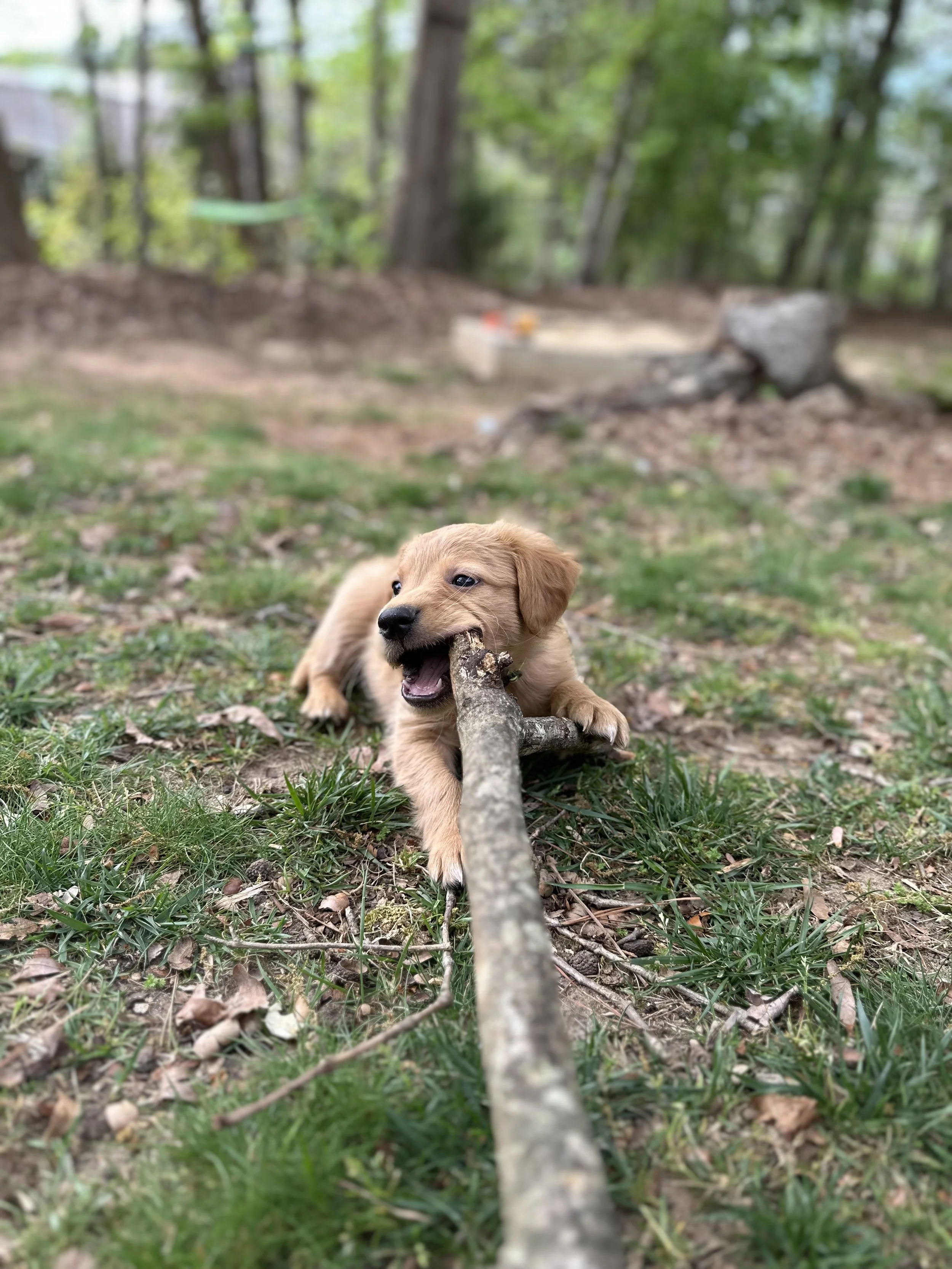 Cove Versus a Stick.jpeg