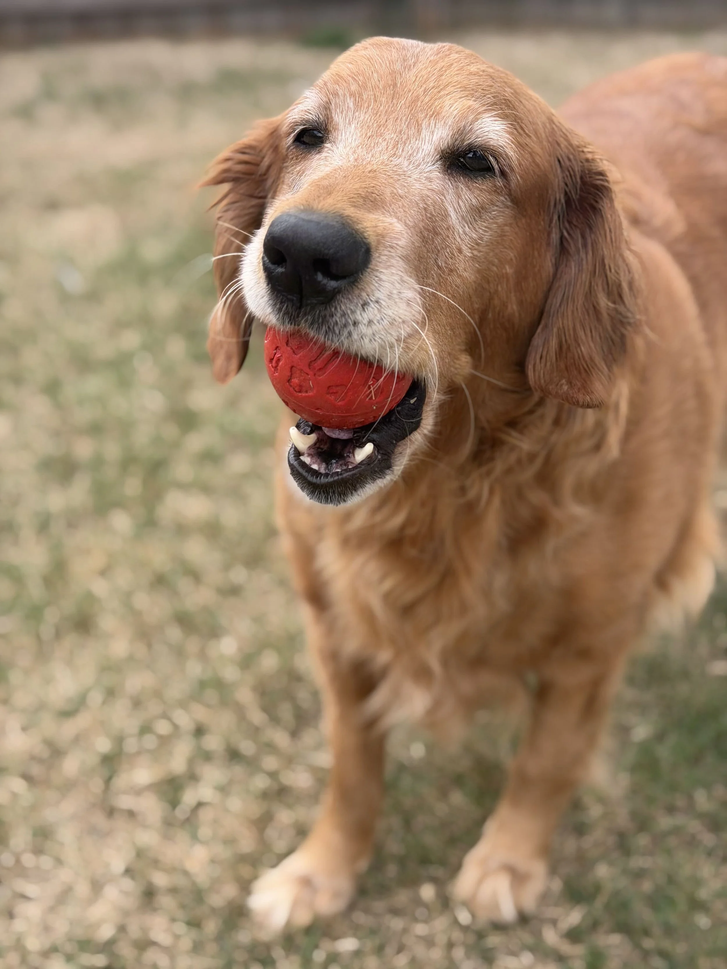 Fetch with Isadora.jpg