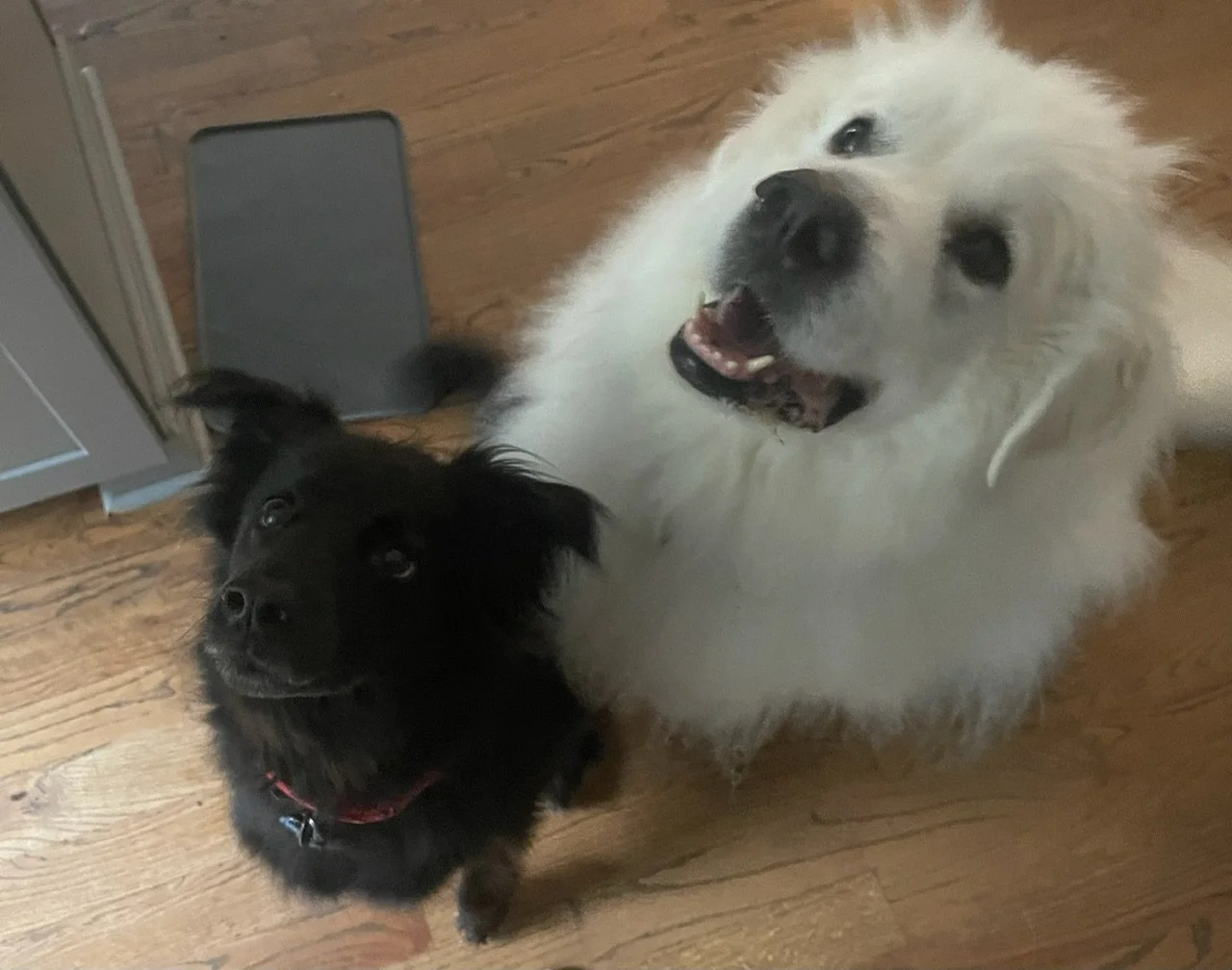 Tatum24 bedhead with foster sibling.jpeg