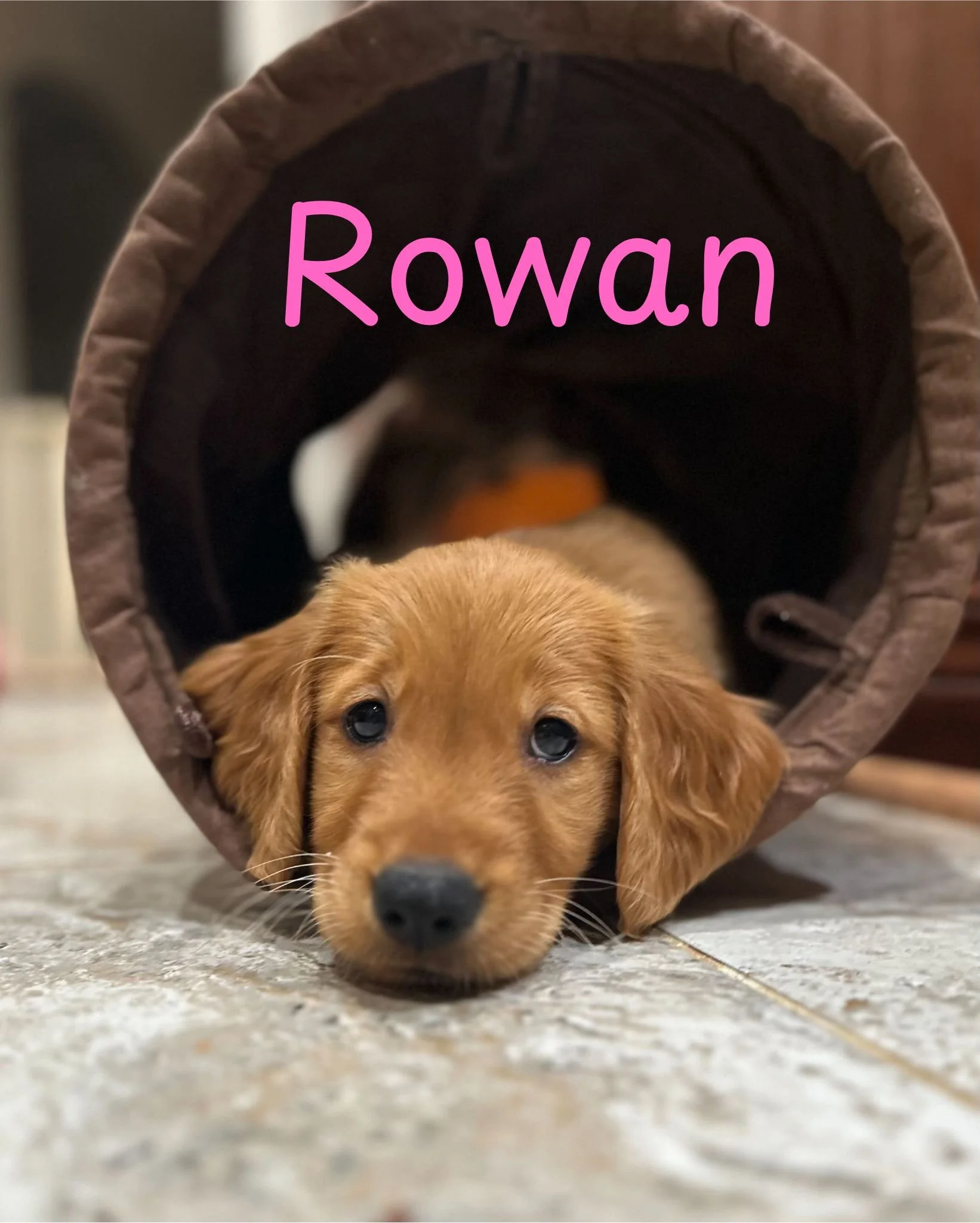 Rowan.jpg