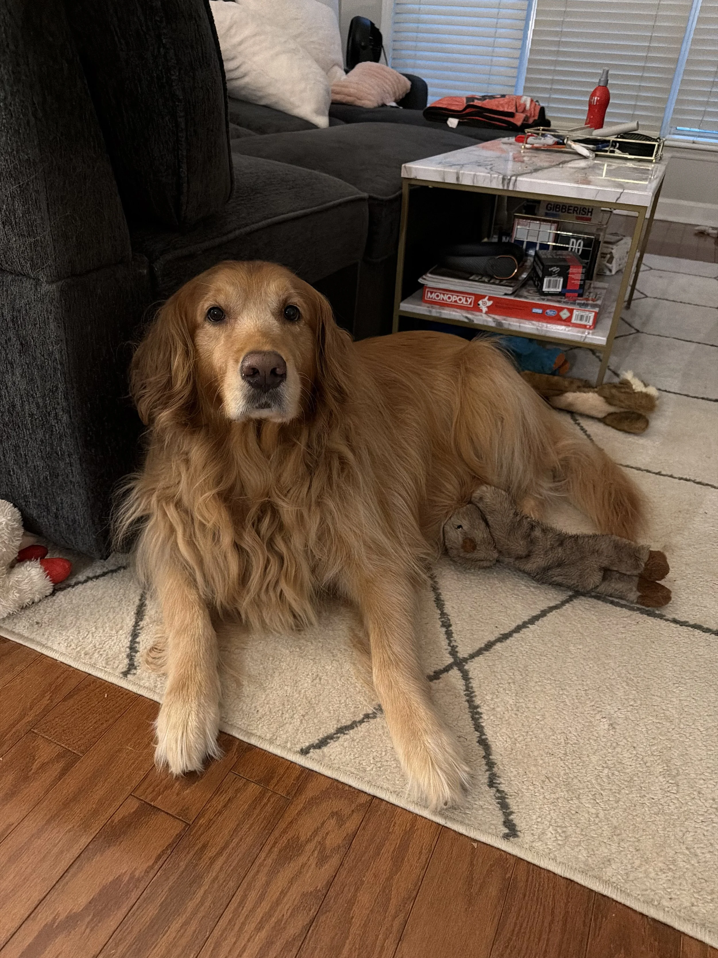 Loudon the perfect companion.jpg