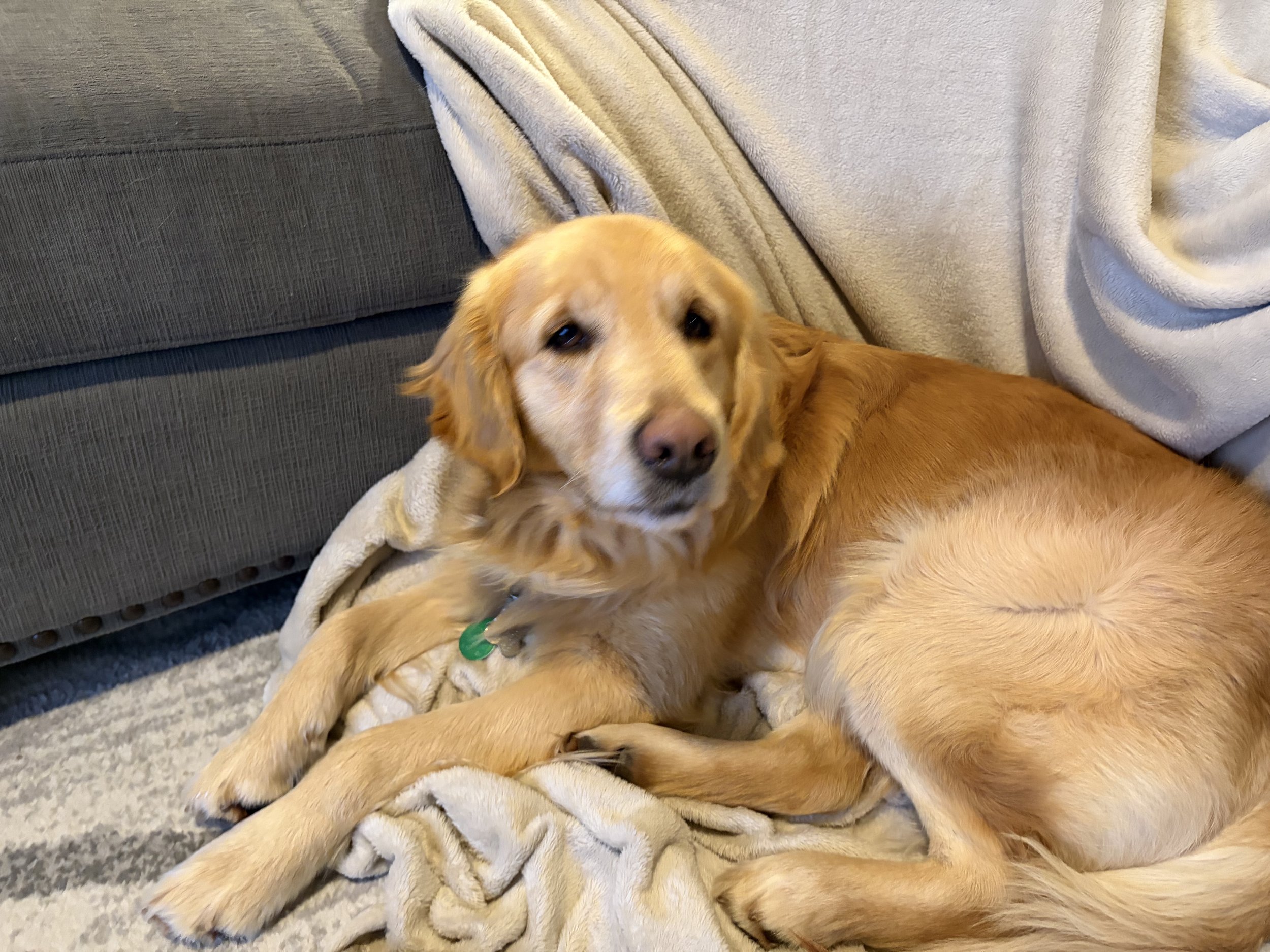 Jax laying on blanket.jpg