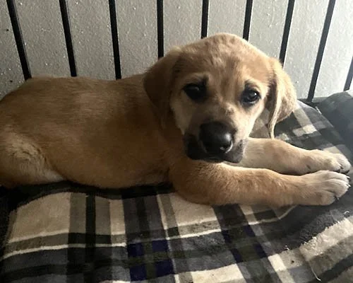 al puppy.jpg