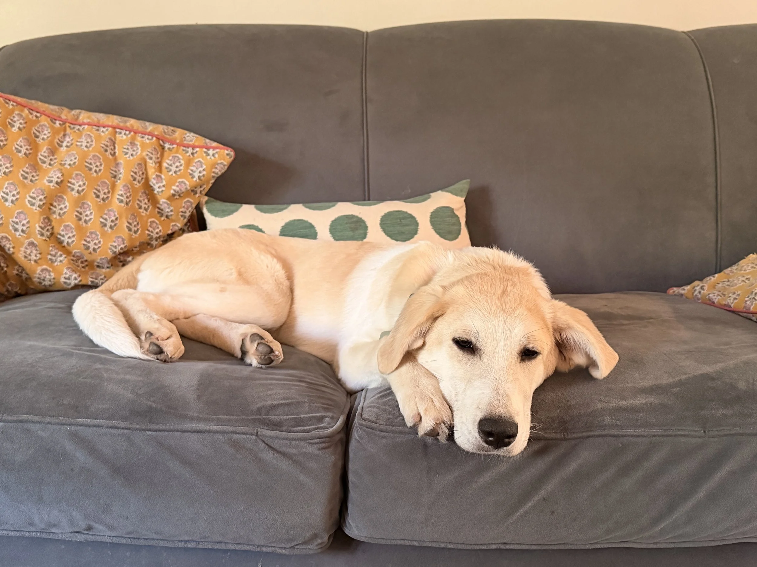 CouchCece.jpeg