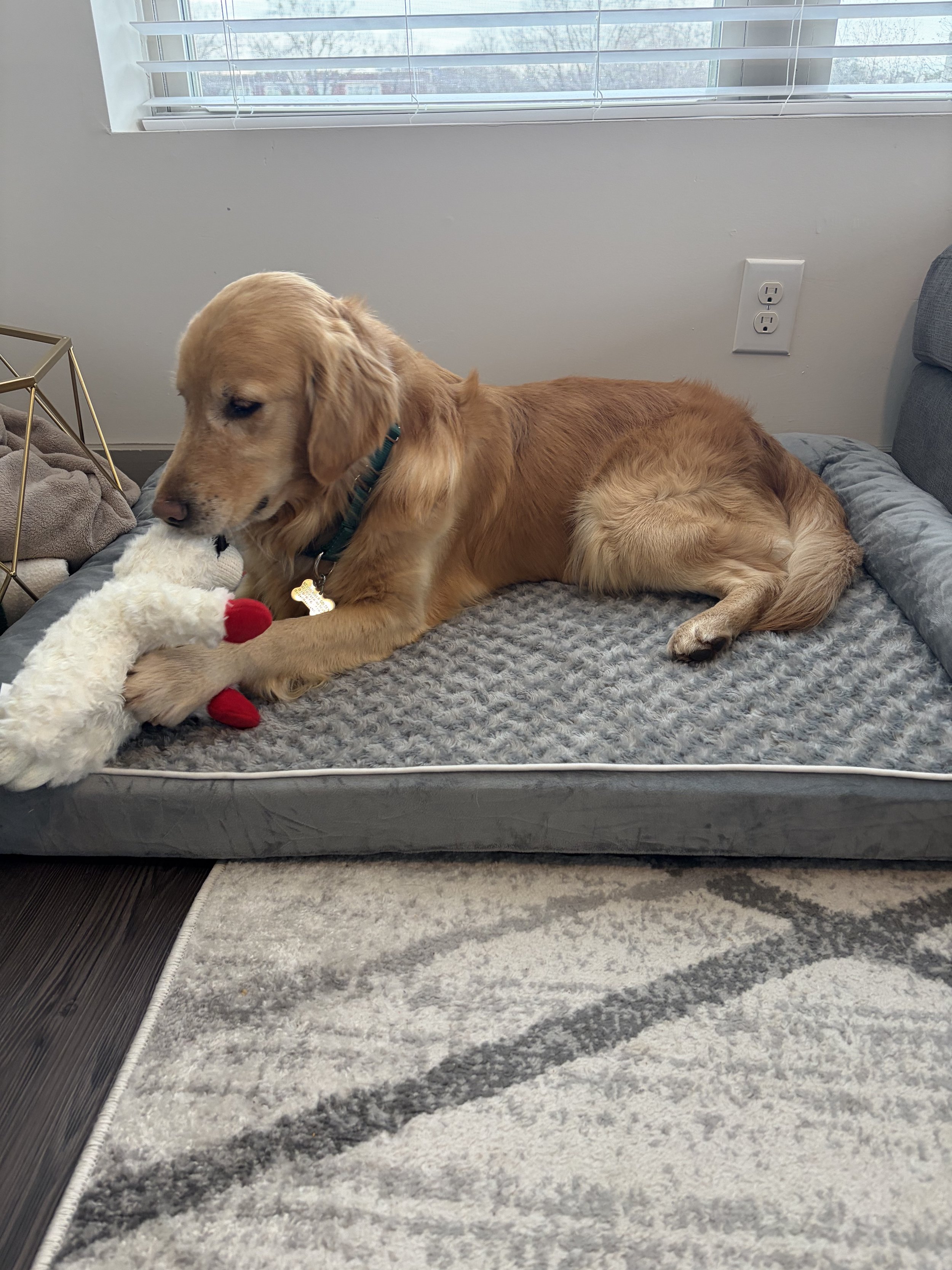 Jax laying on dog bed.jpg