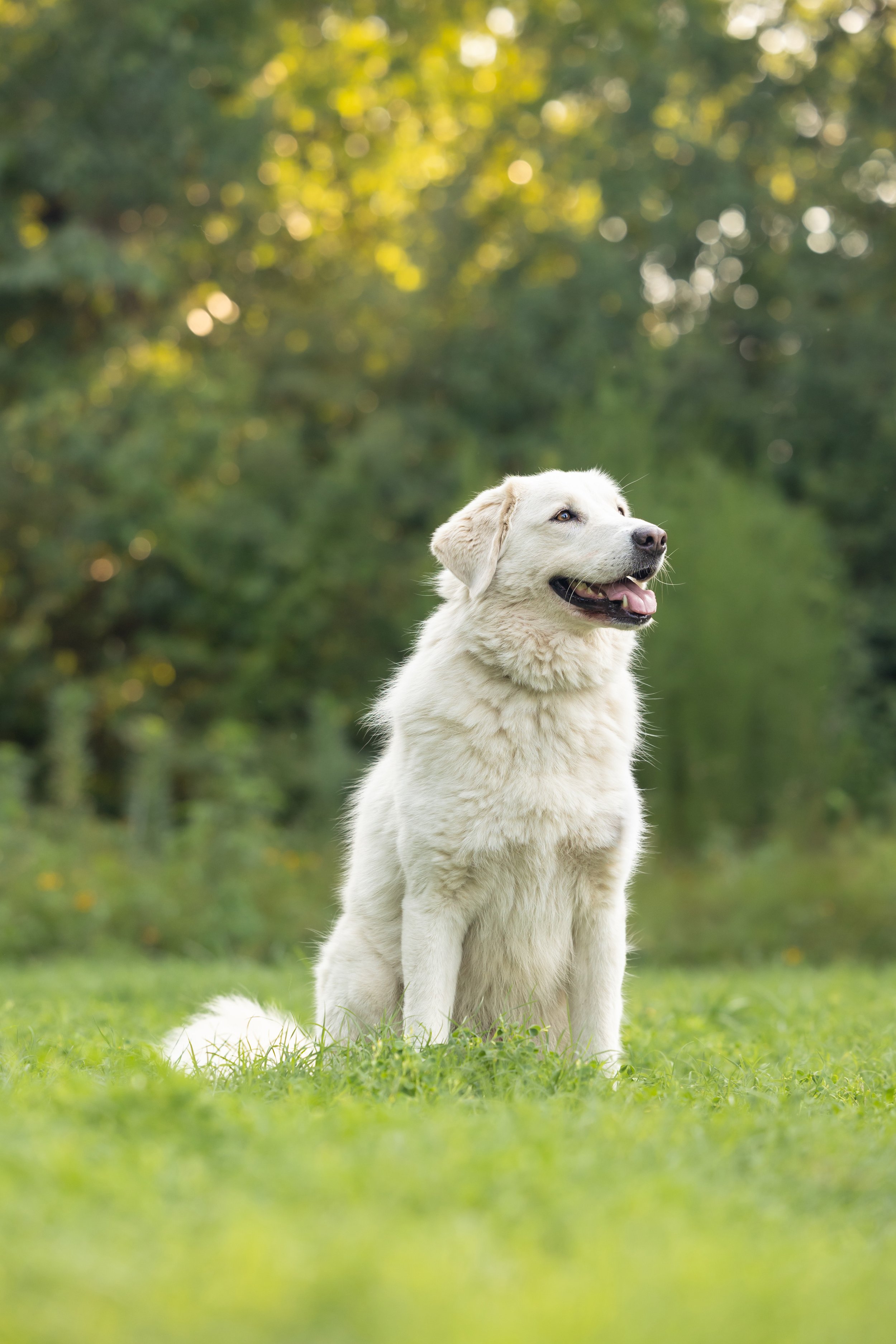Bear (Neuse River Golden Retriever Rescue)-100.jpg