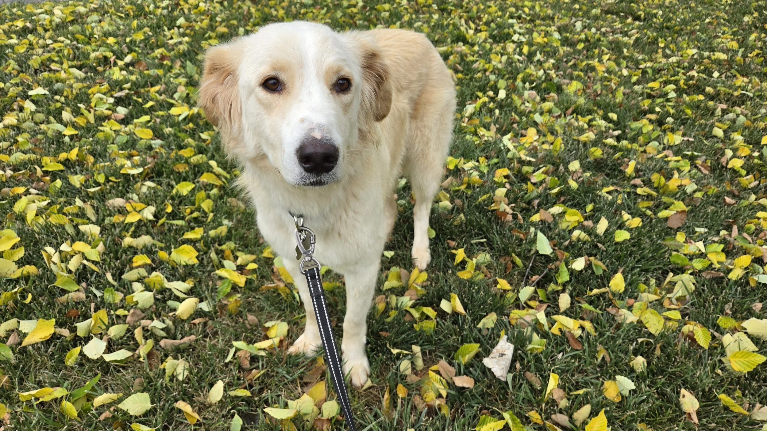 Kaspar With Yellow Leaves.jpg