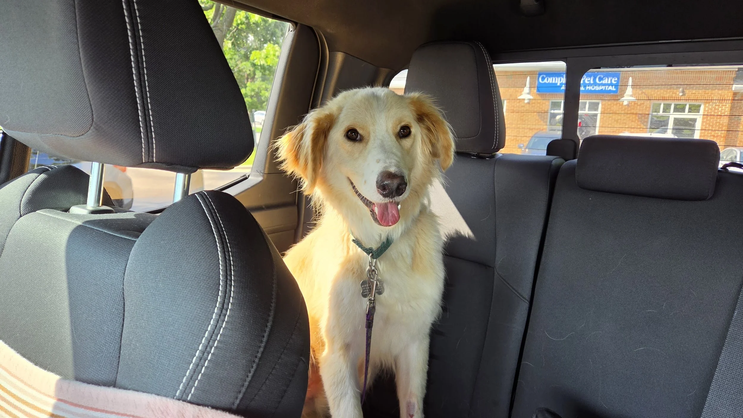 Kaspar in the Car.jpg