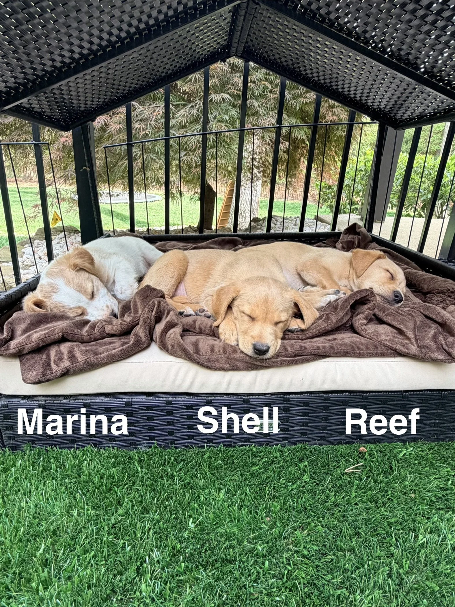 Marina Shell and Reef.jpeg