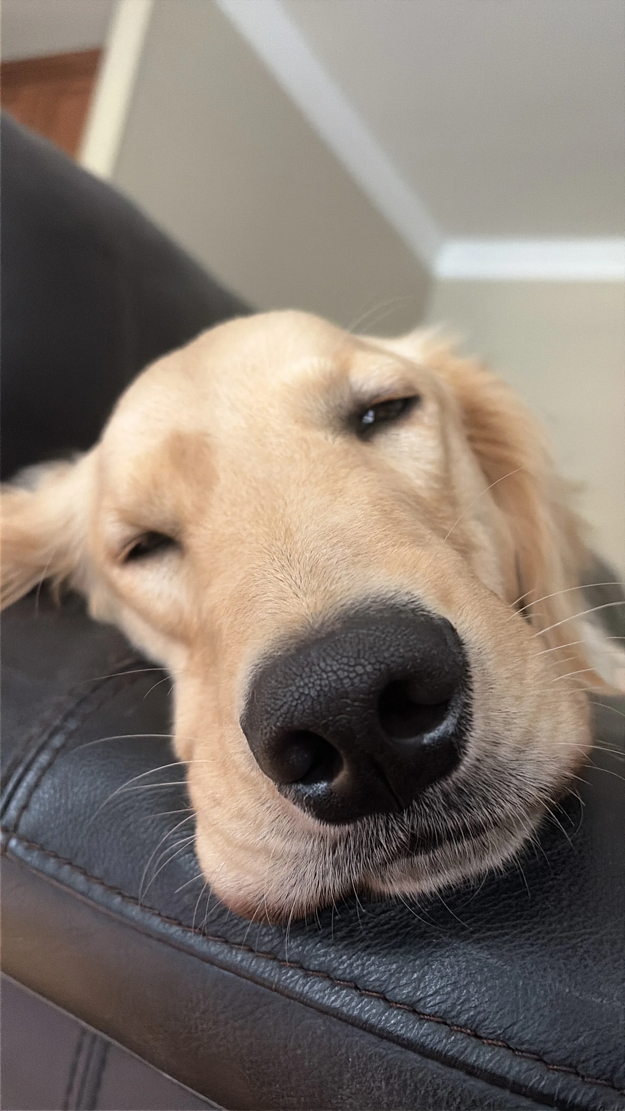 Draper26 Sleepy.jpeg