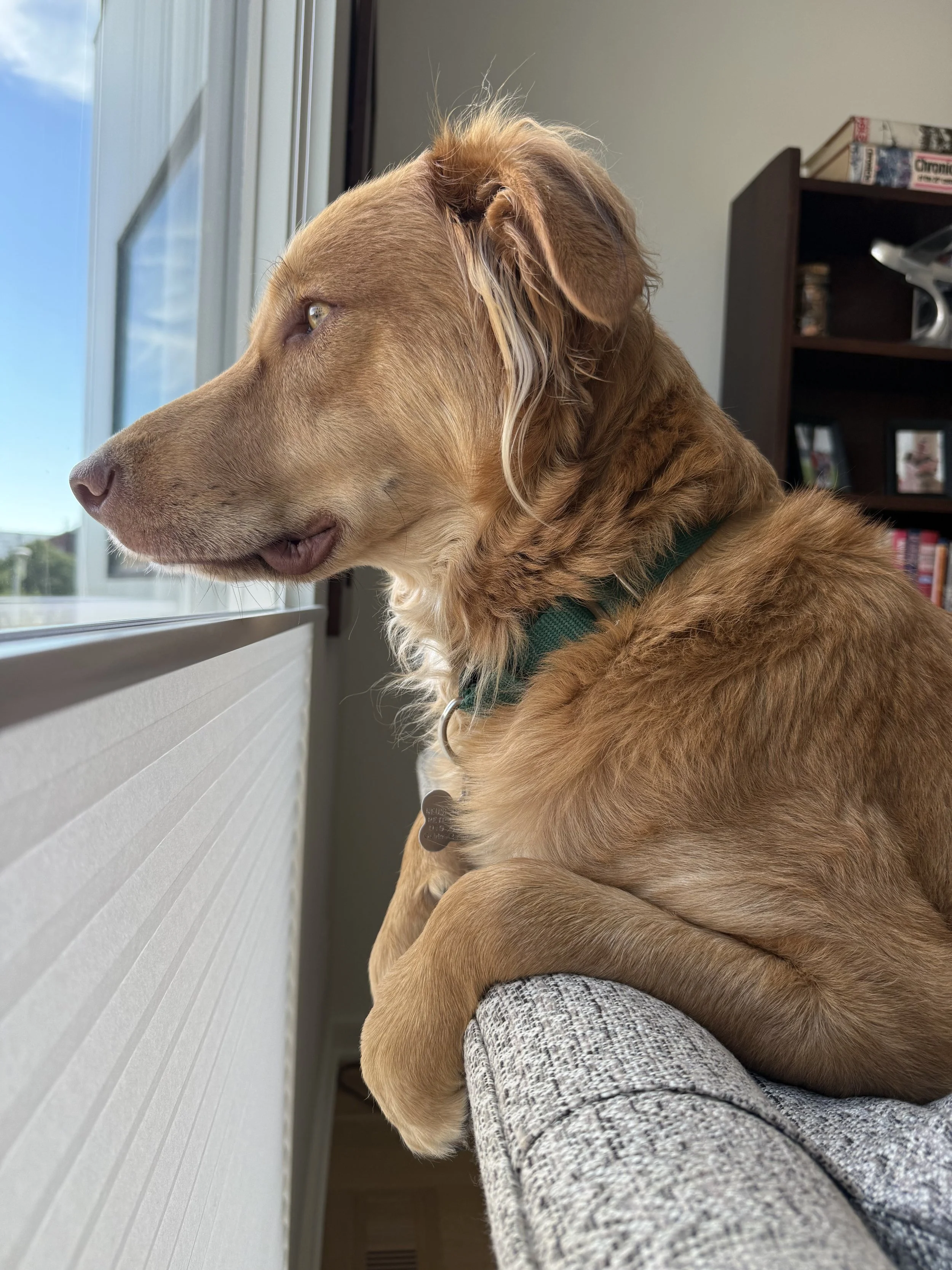 Will on the Lookout.jpeg
