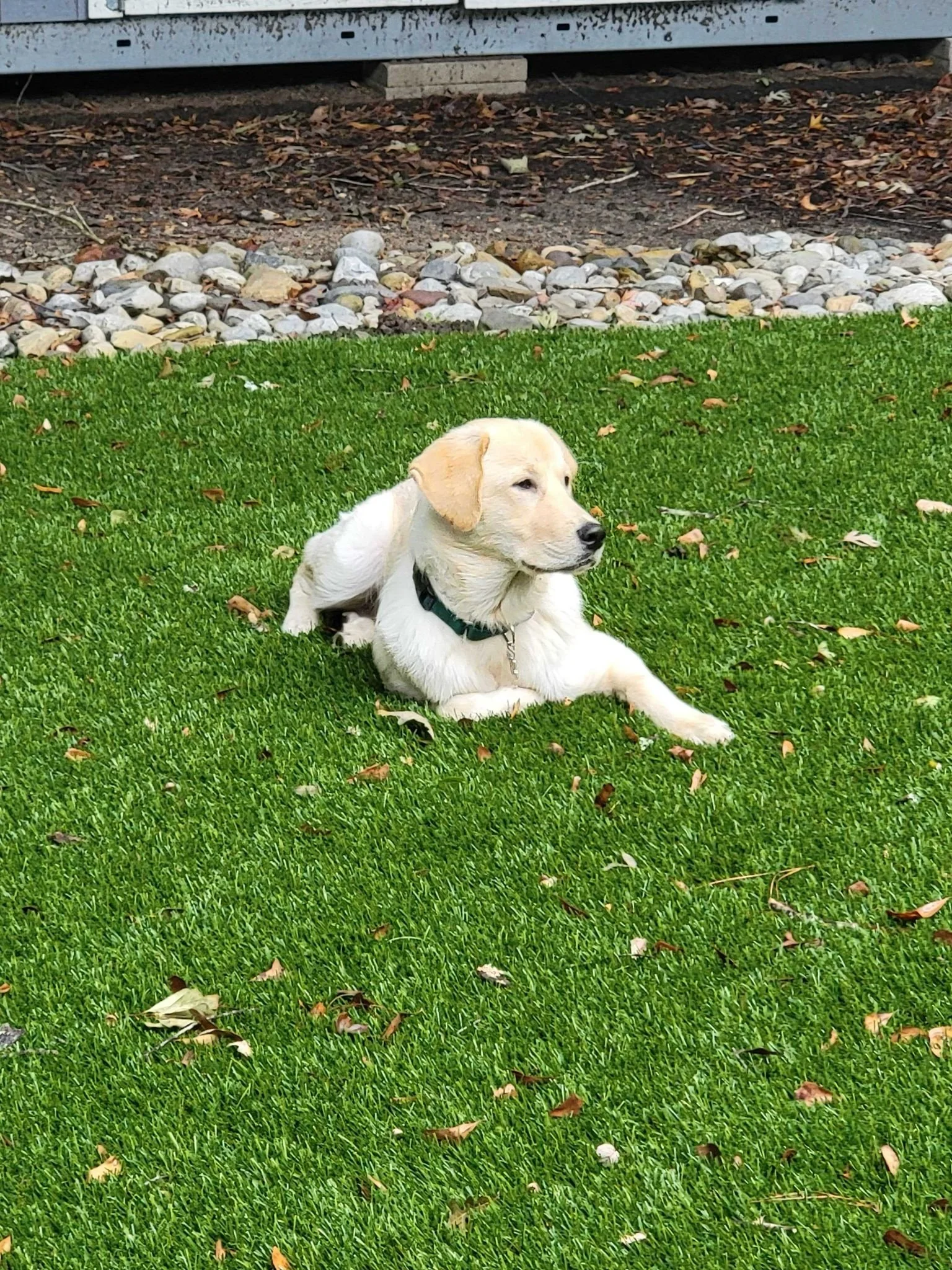 Gibbs in the yard.jpg