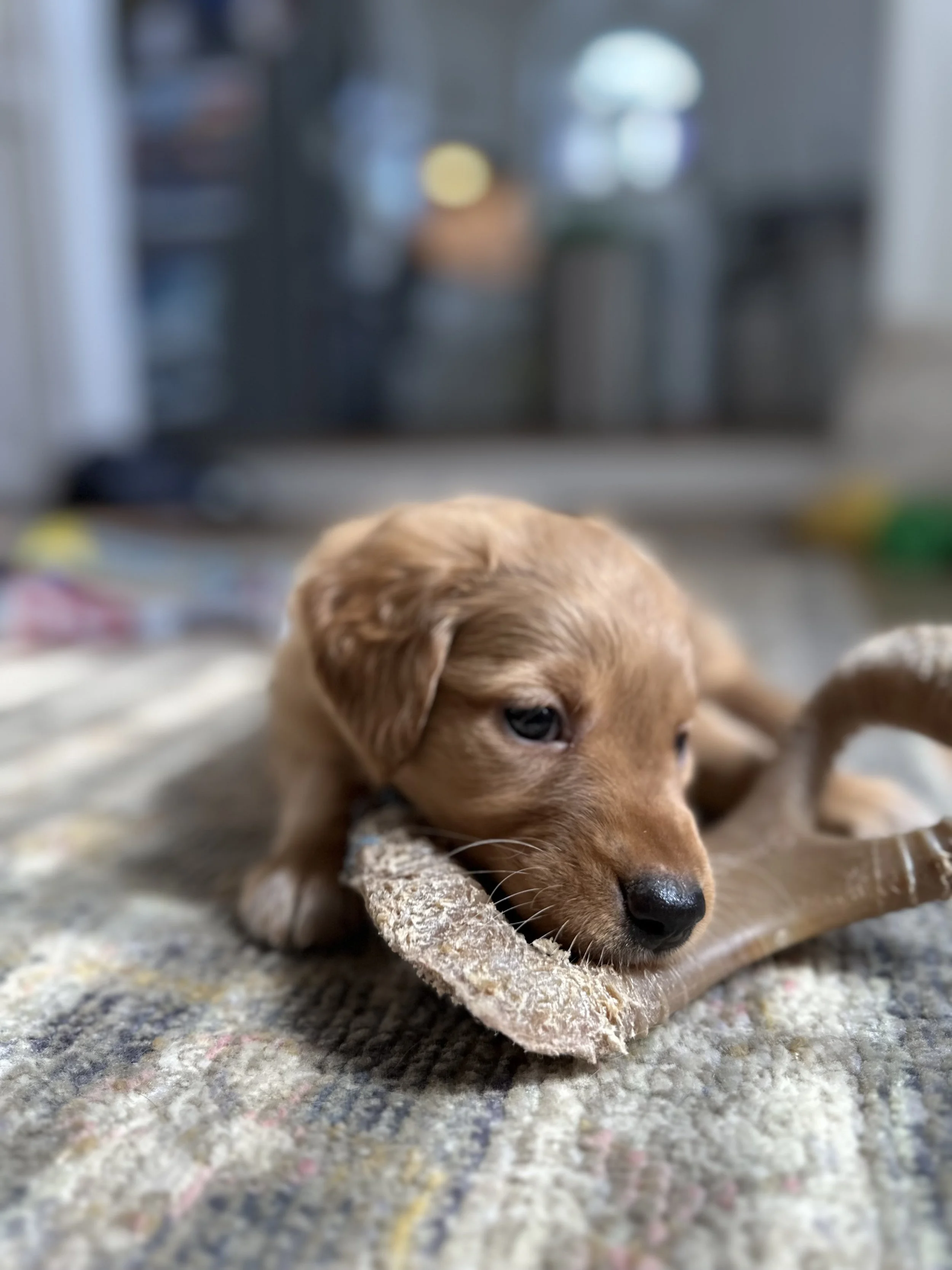 Tide and the Chew Toy.jpeg