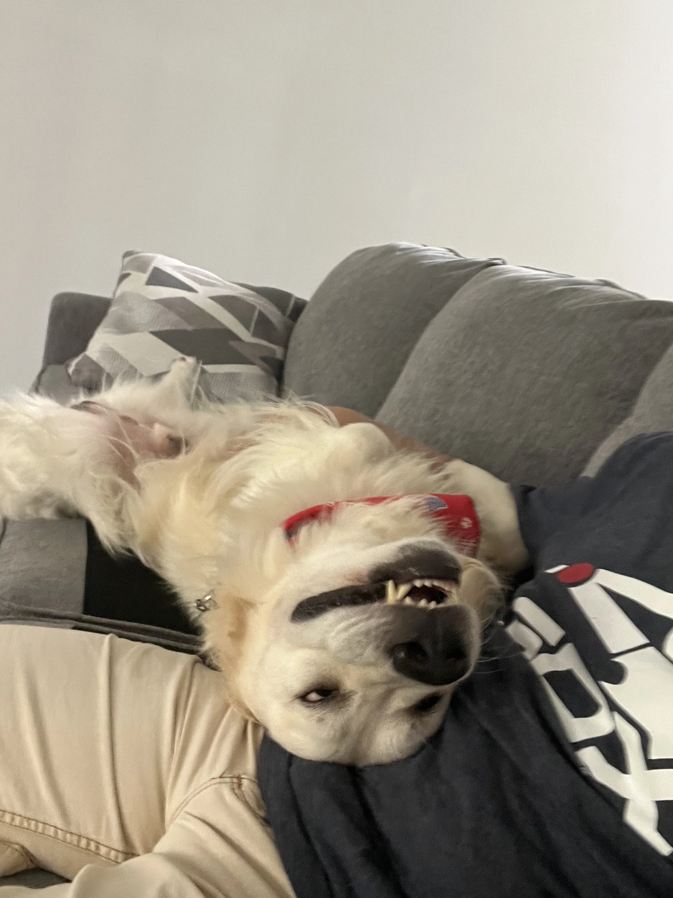 George26 goofball.jpg